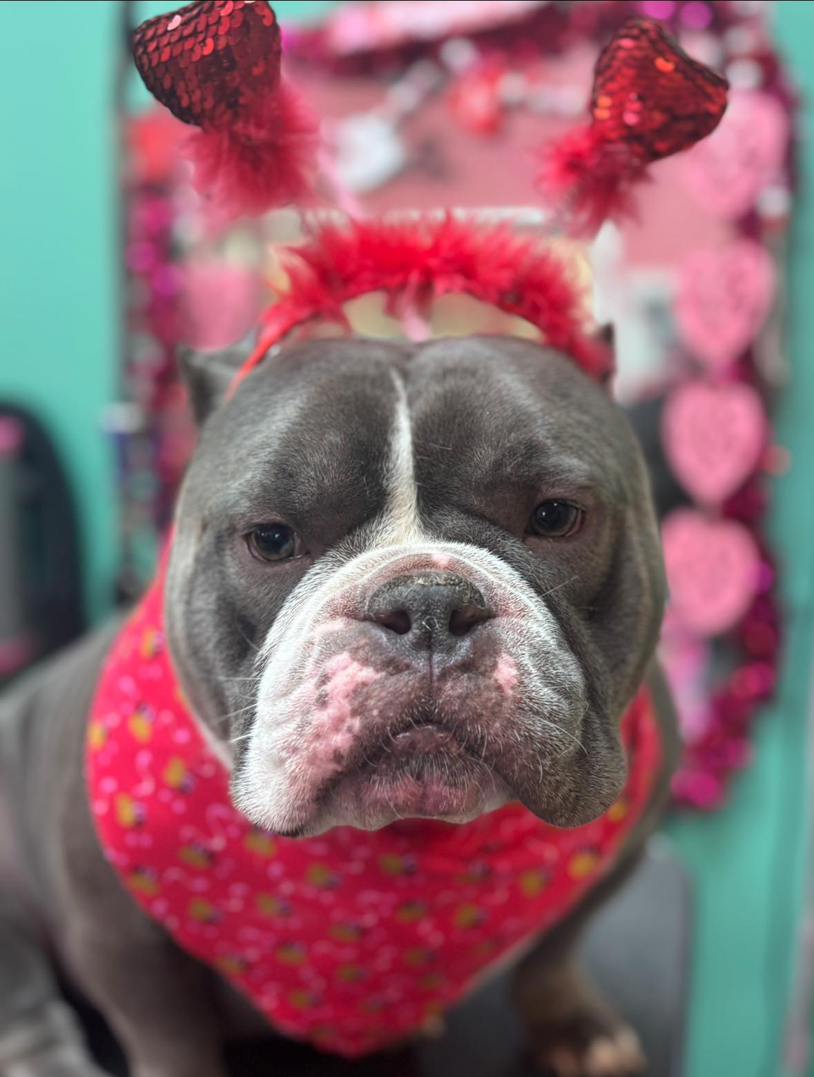 Lucky Dog Grooming Salon Ionia