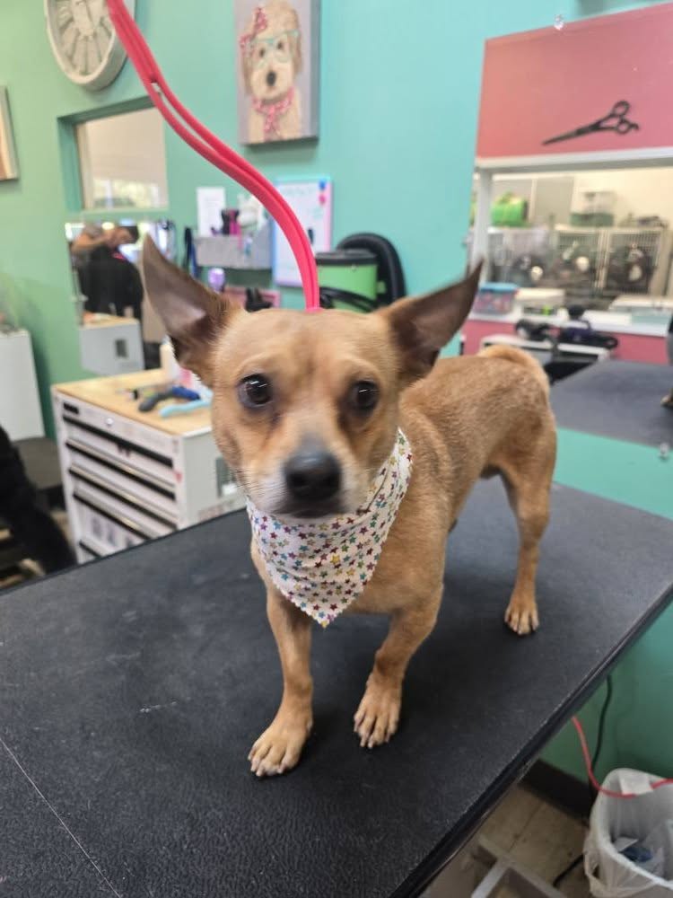 Lucky Dog Grooming Salon Ionia