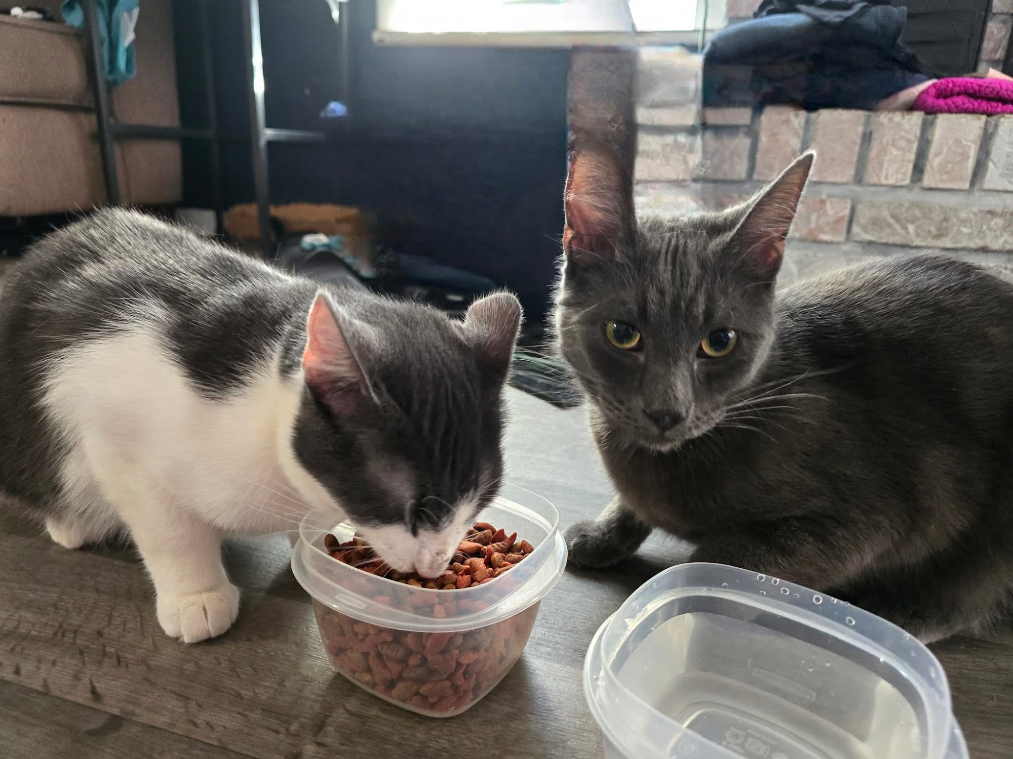 Ionia County Animal Shelter Ionia