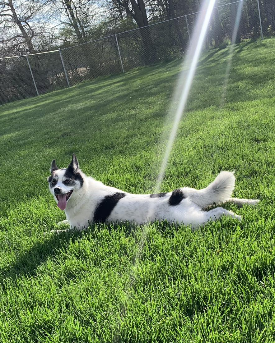 Sasha's Pet Retreat Ionia