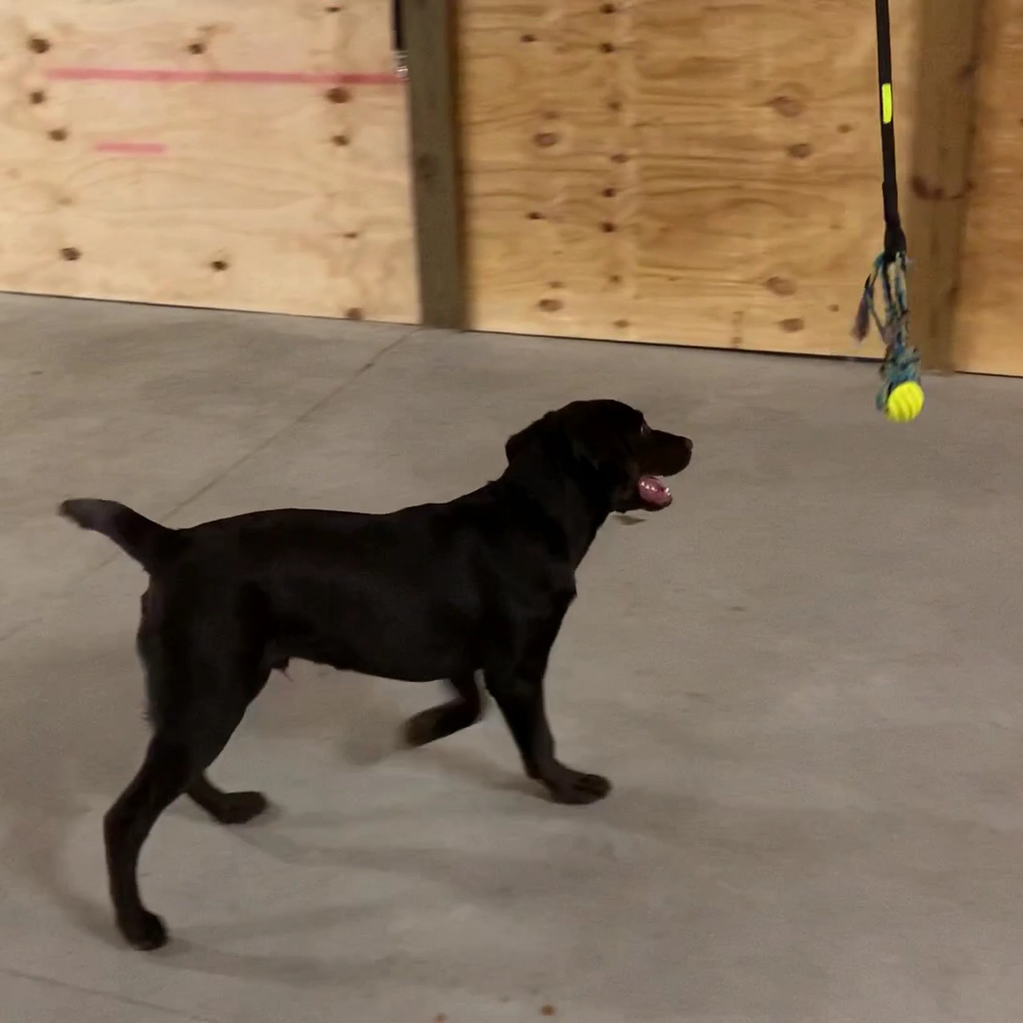 Sasha's Pet Retreat Ionia