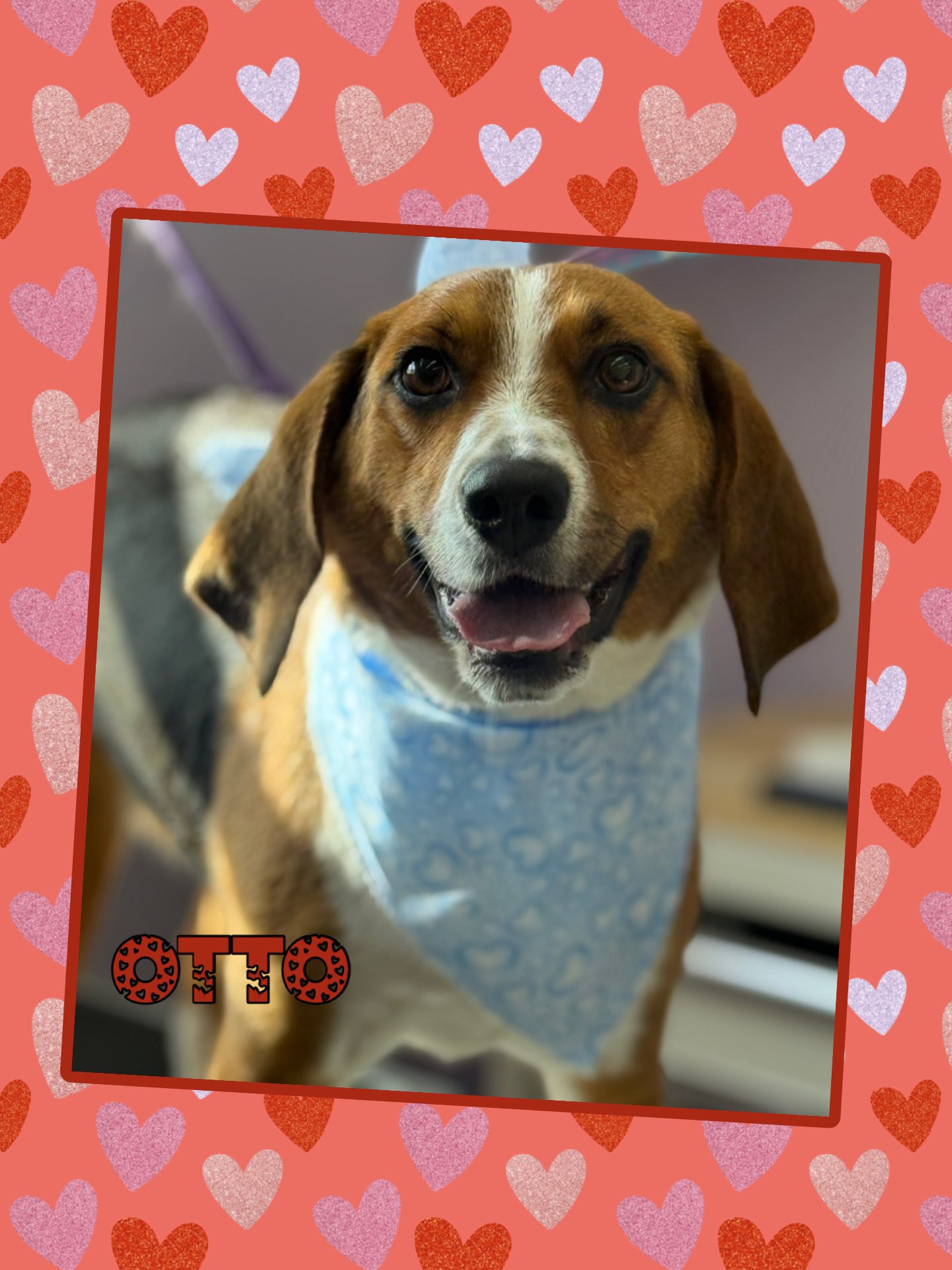 Paws & Claws Pet Grooming and Boarding Iron Mountain