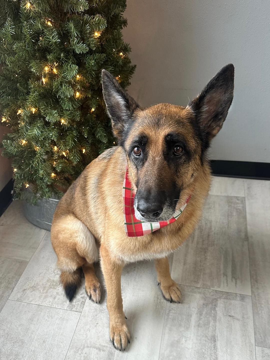 Heart To Heart Pet Salon Iron Mountain