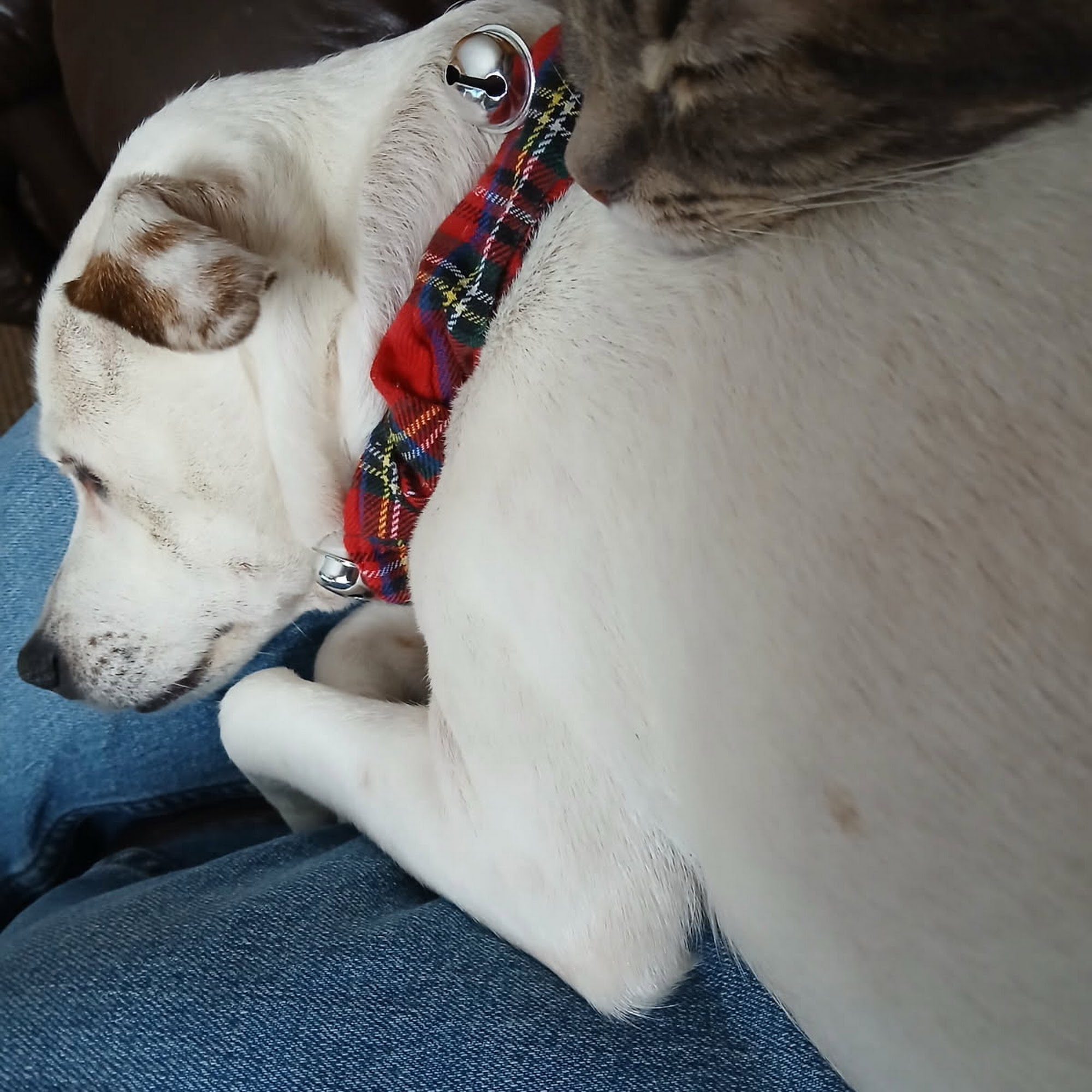 Irons Animal Hospital Irons