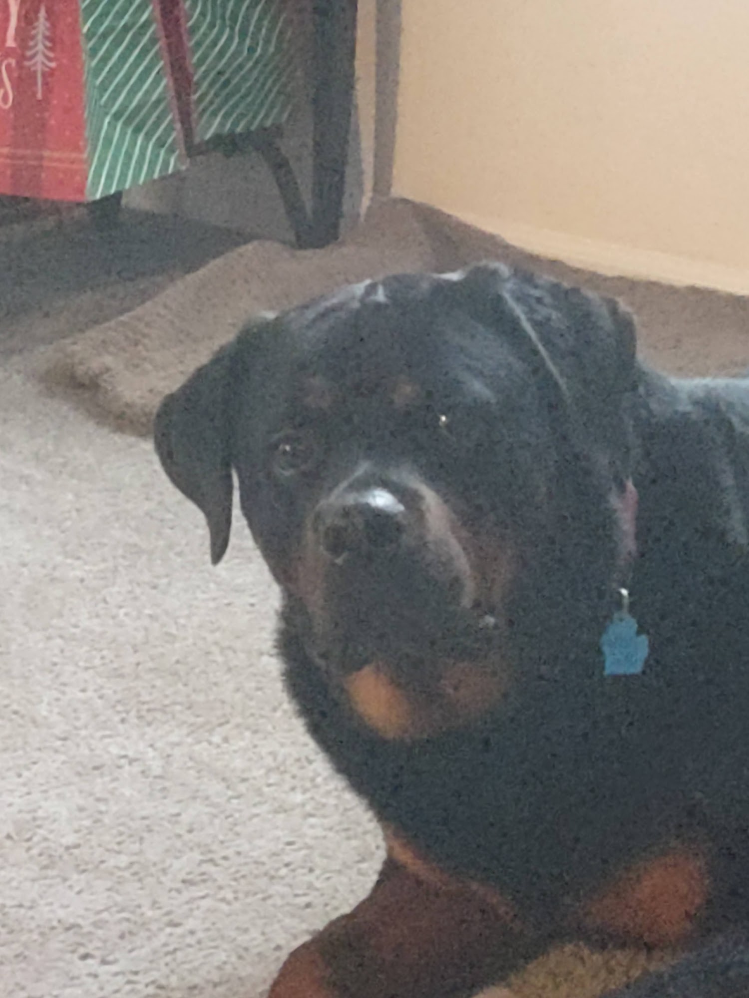 Irons Animal Hospital Irons