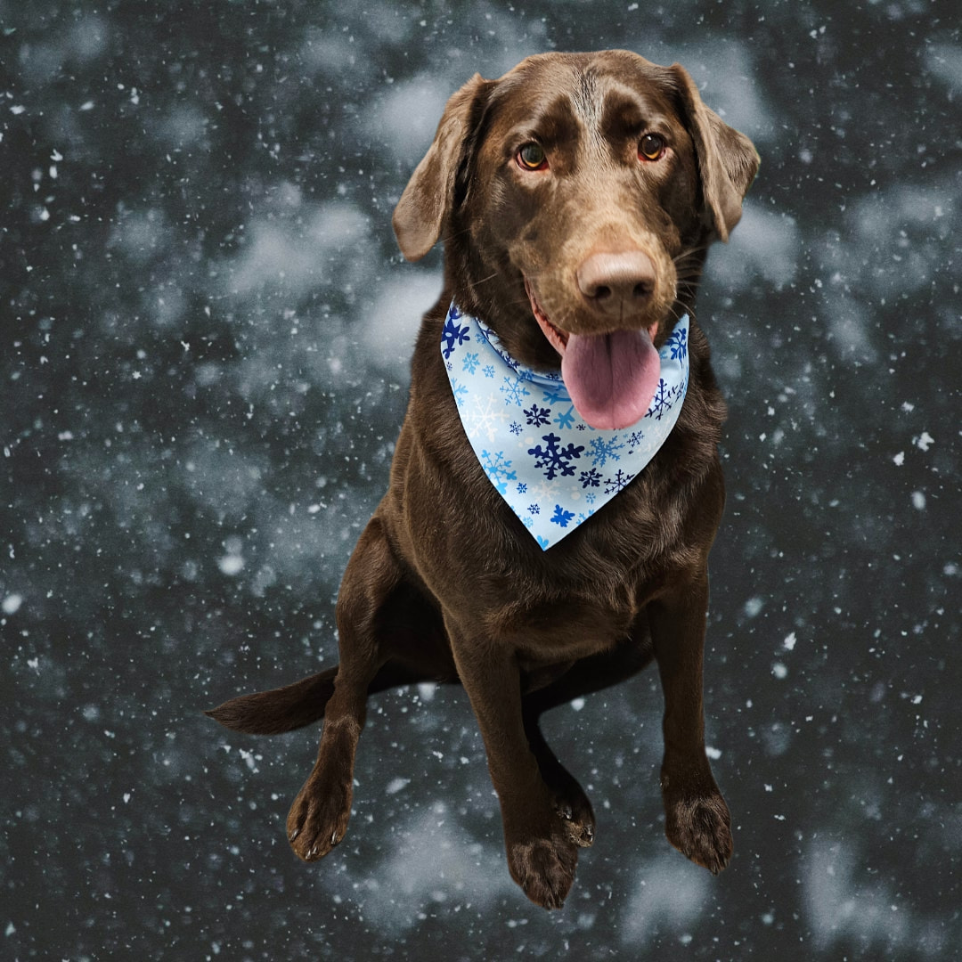 Puppy Parlor Ironwood