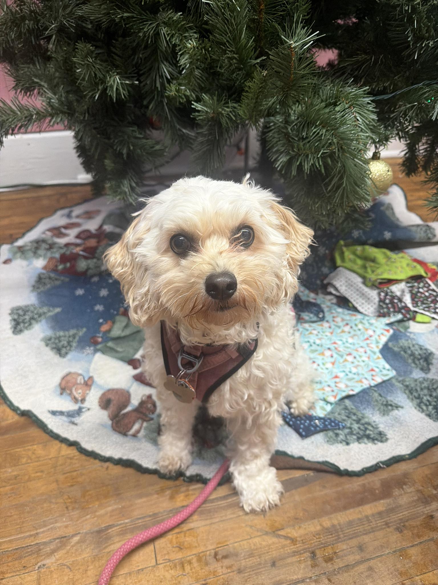The Drooling Dog Bakery & Beyond Ironwood