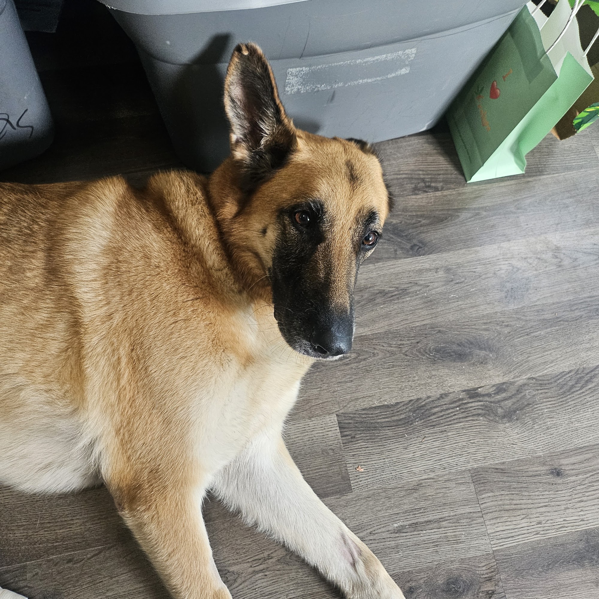 Northern Veterinary Associates Ishpeming