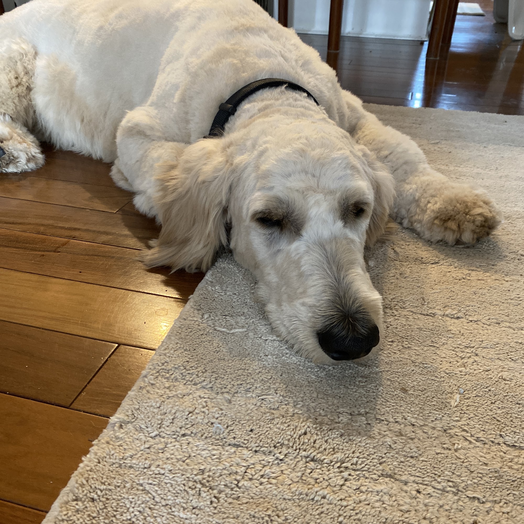 Paw-rific Pet Grooming Ishpeming