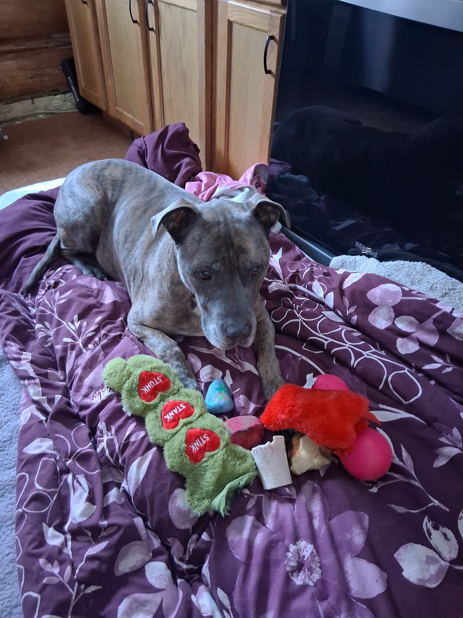 Doggie Styles Pet Grooming Ishpeming