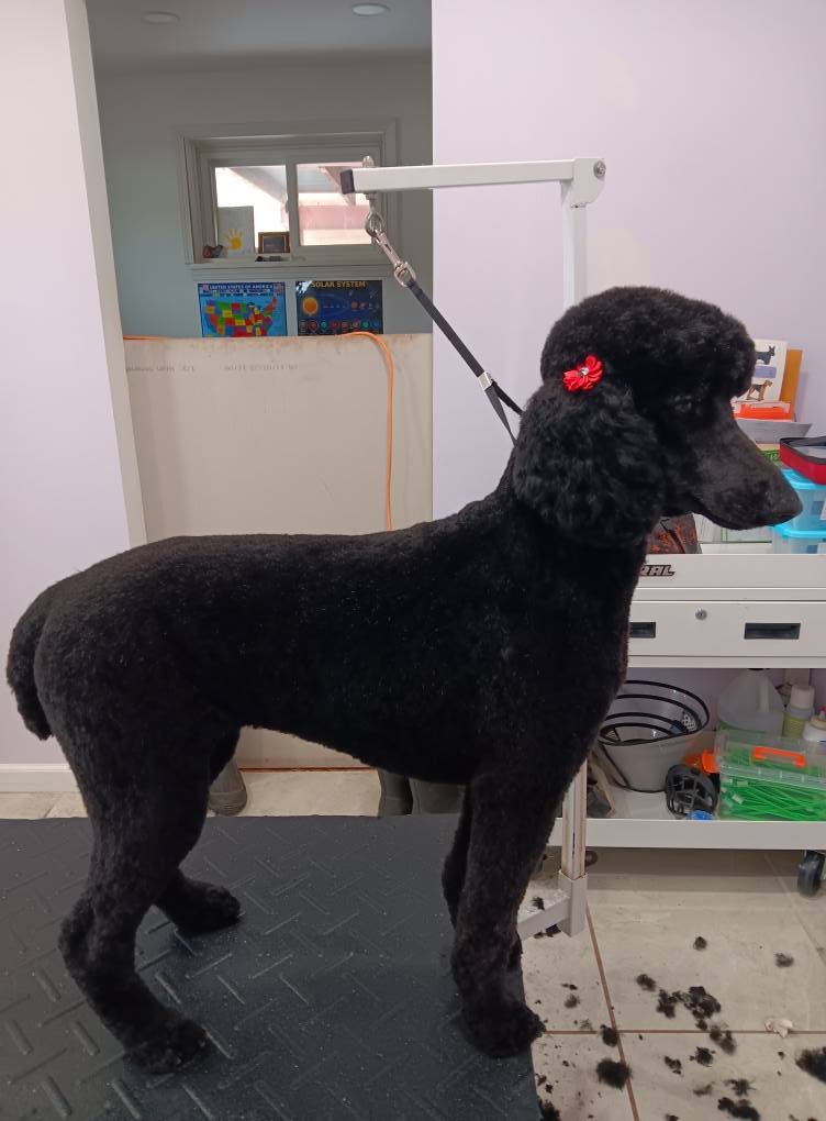Doggie Styles Pet Grooming Ishpeming