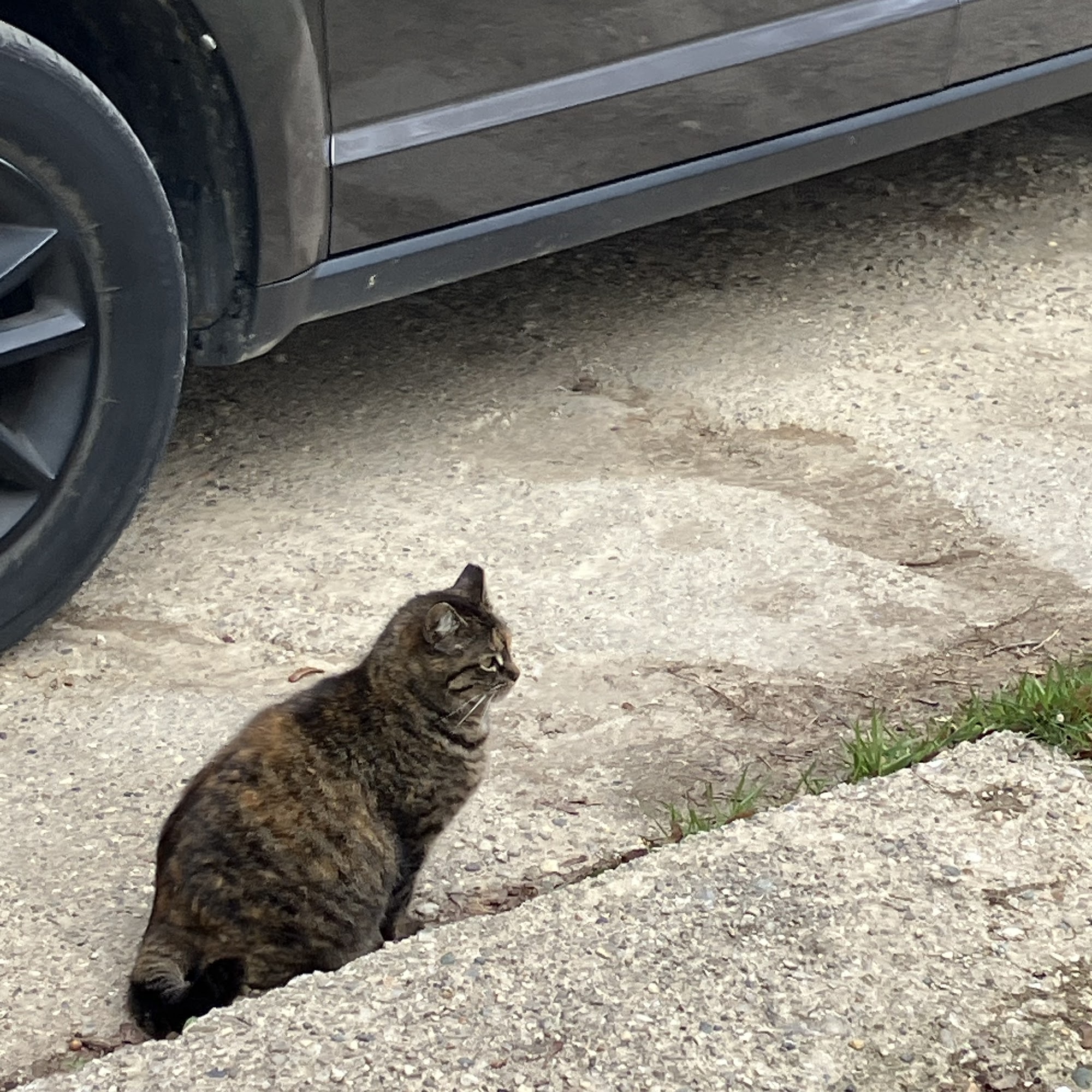 Gratiot County Animal Shelter Ithaca