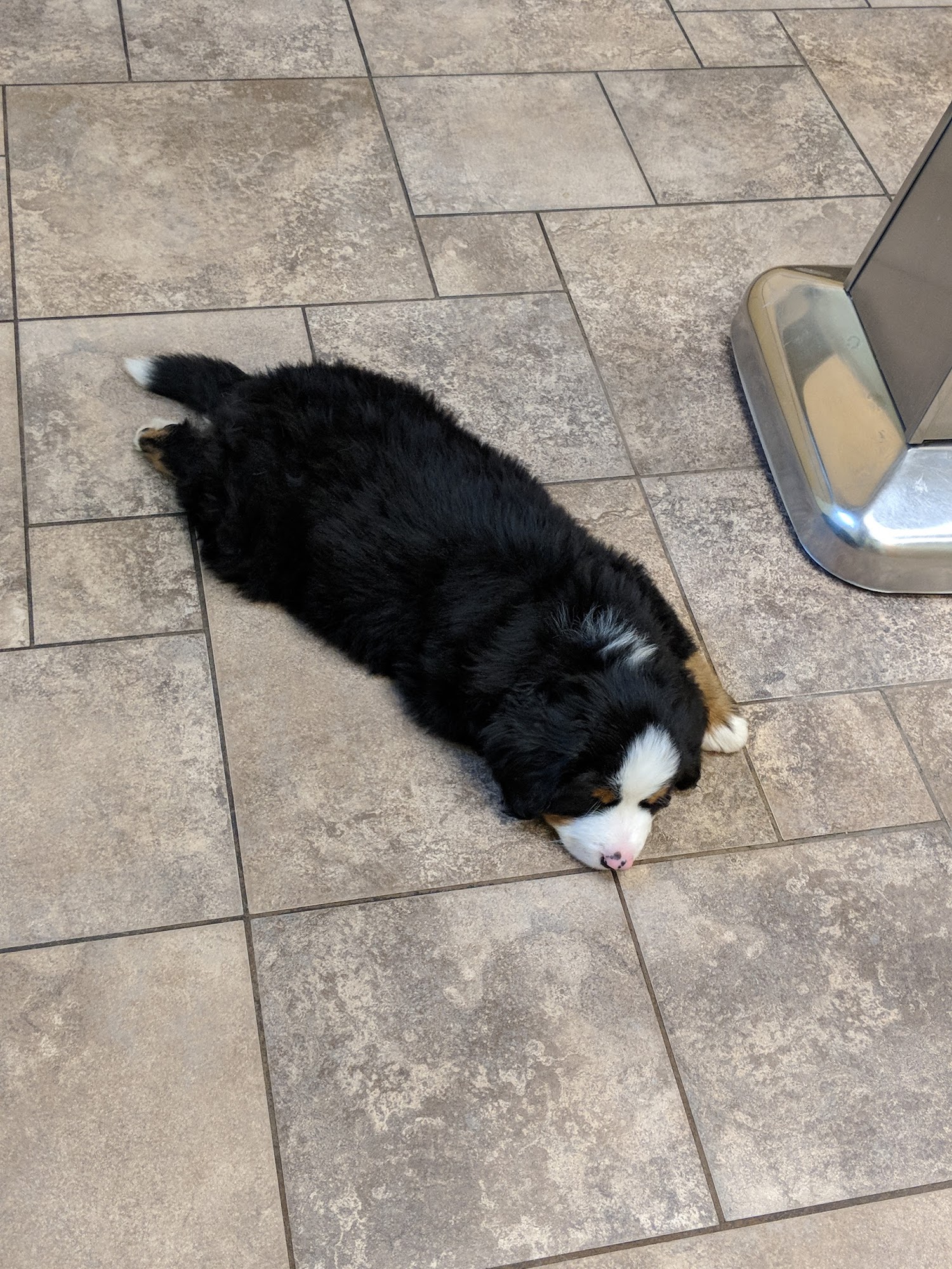 VCA Jackson Animal Hospital Jackson