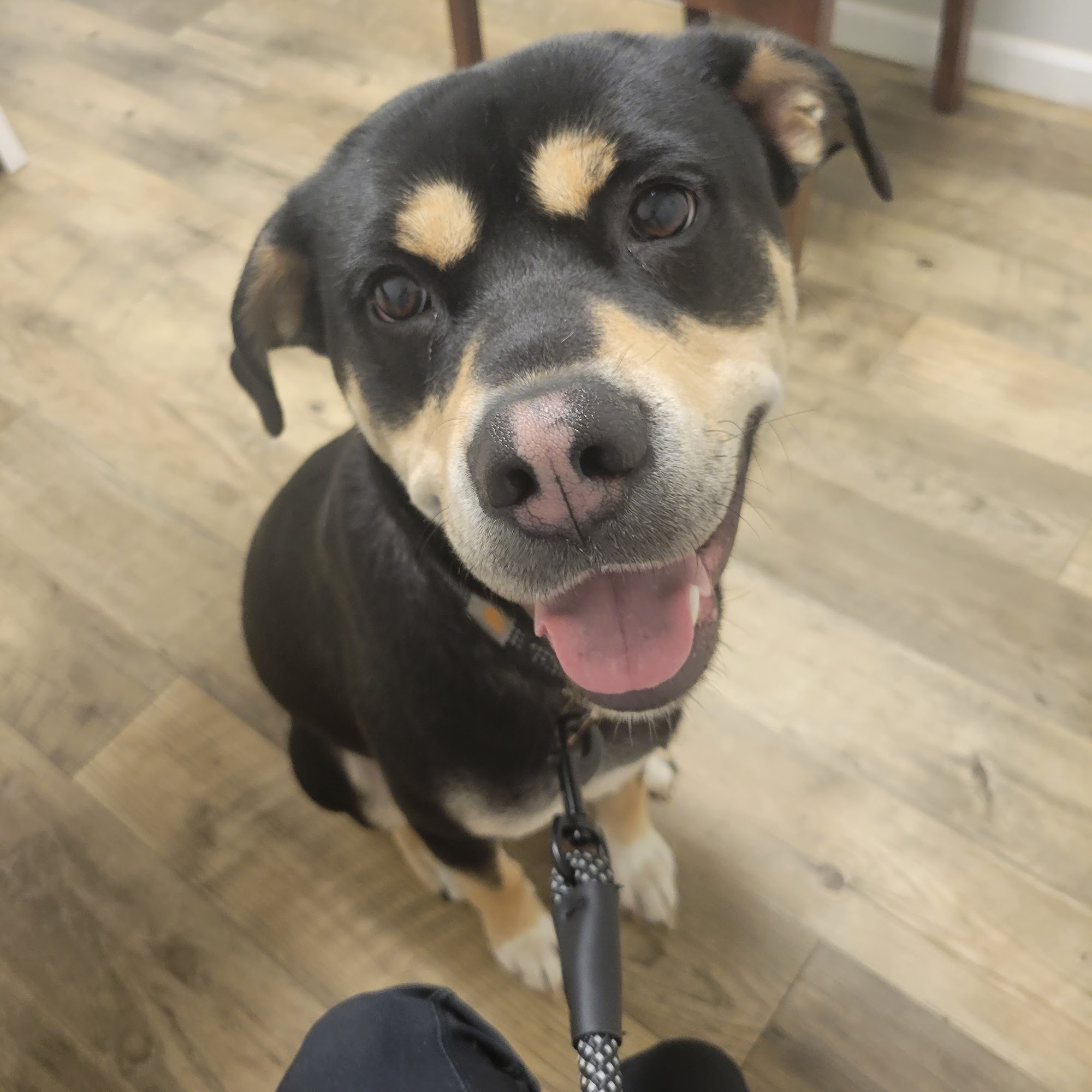 Northwest Veterinary Clinic Jackson