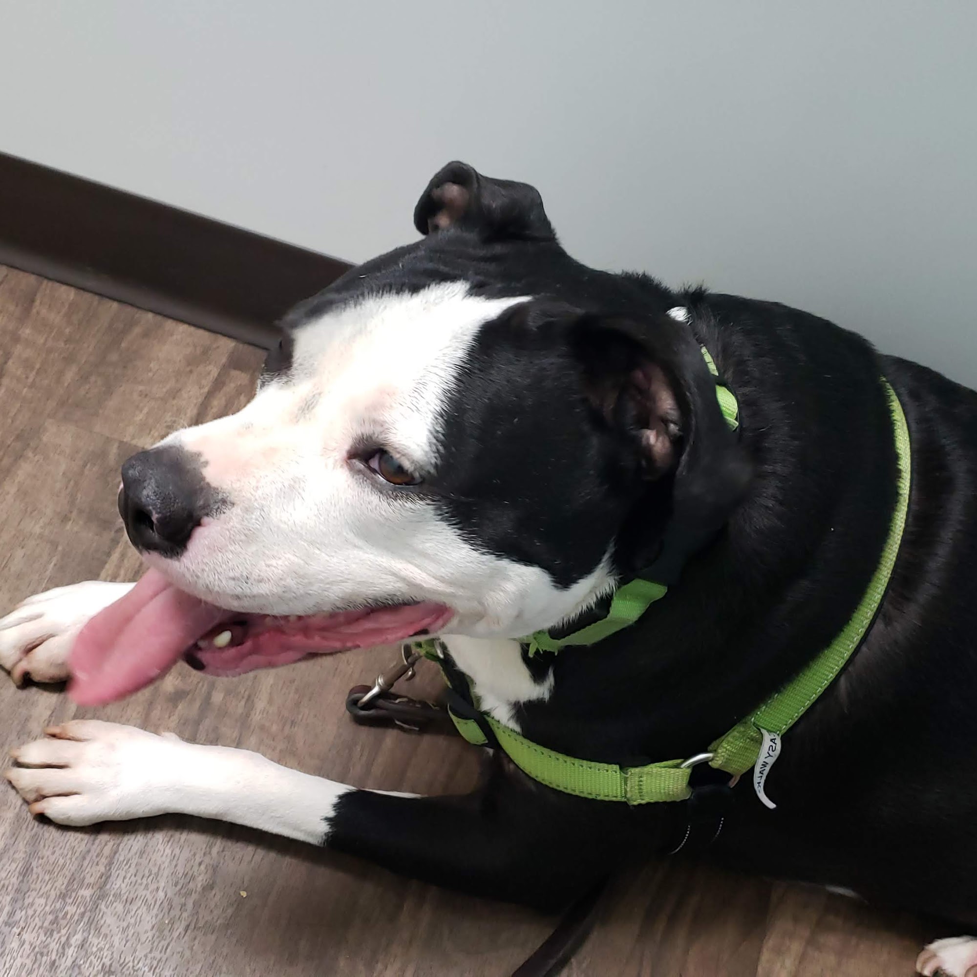 Galicki Jason DVM Jackson