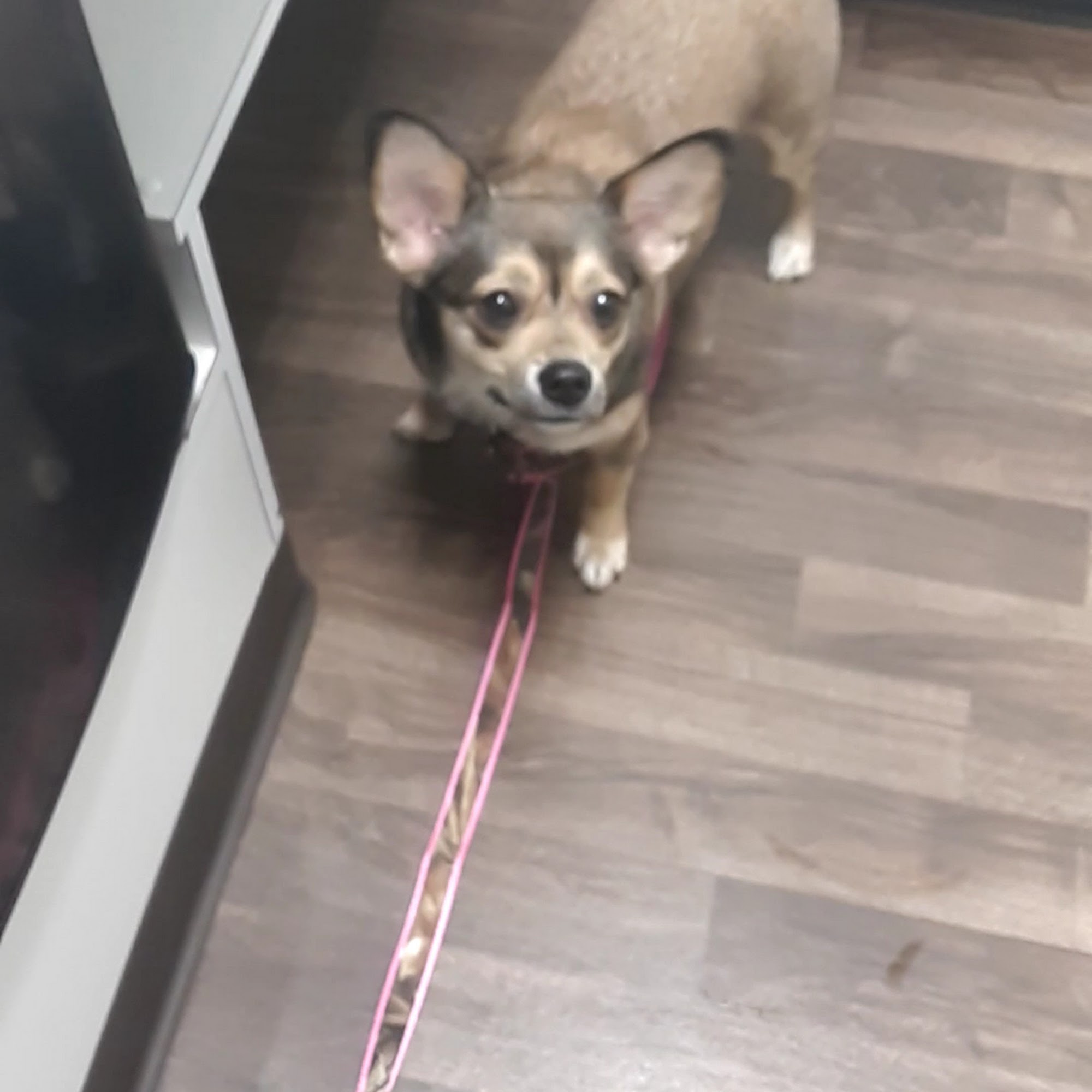 Blackman Animal Clinic Jackson