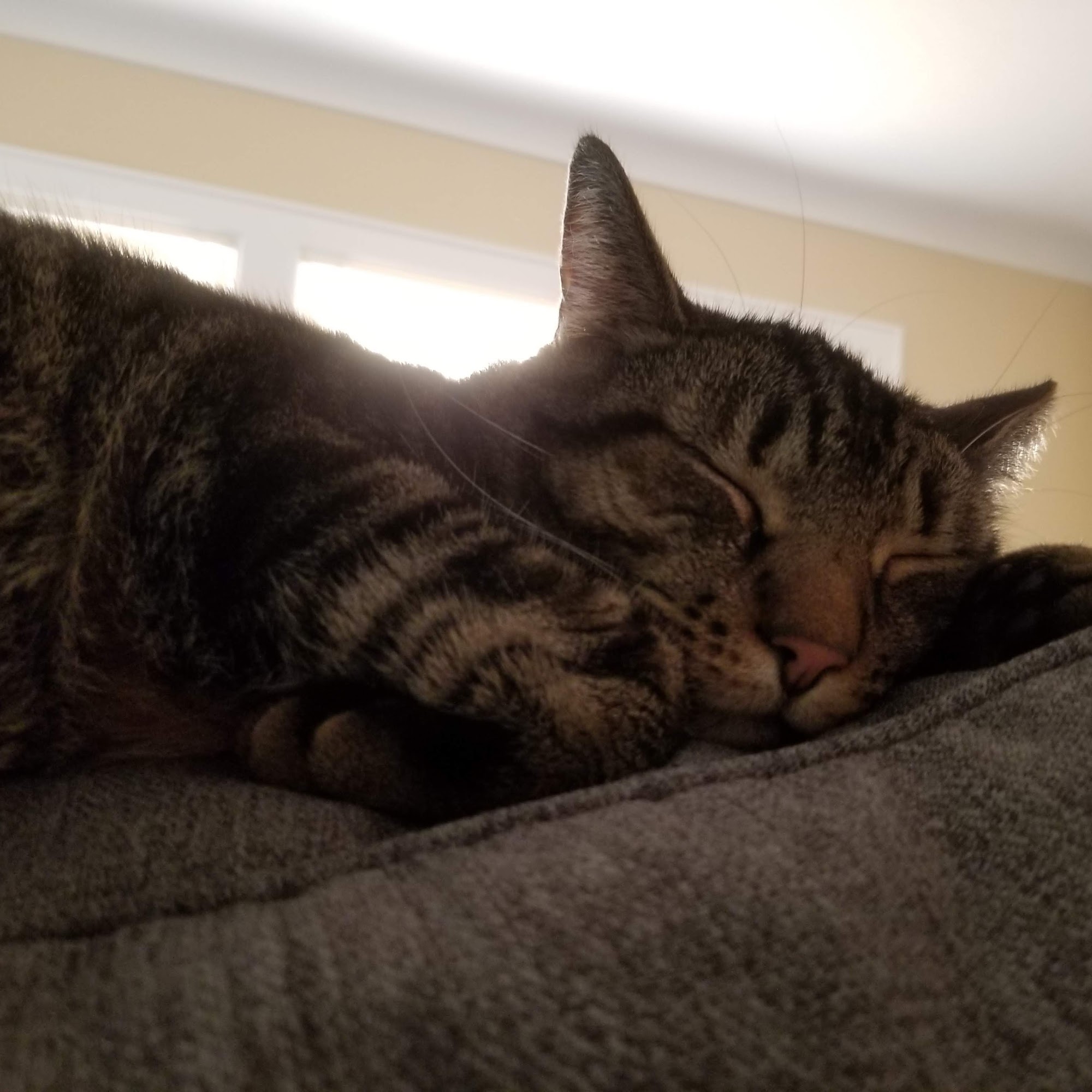 Country Garden Veterinary Clinic Jackson