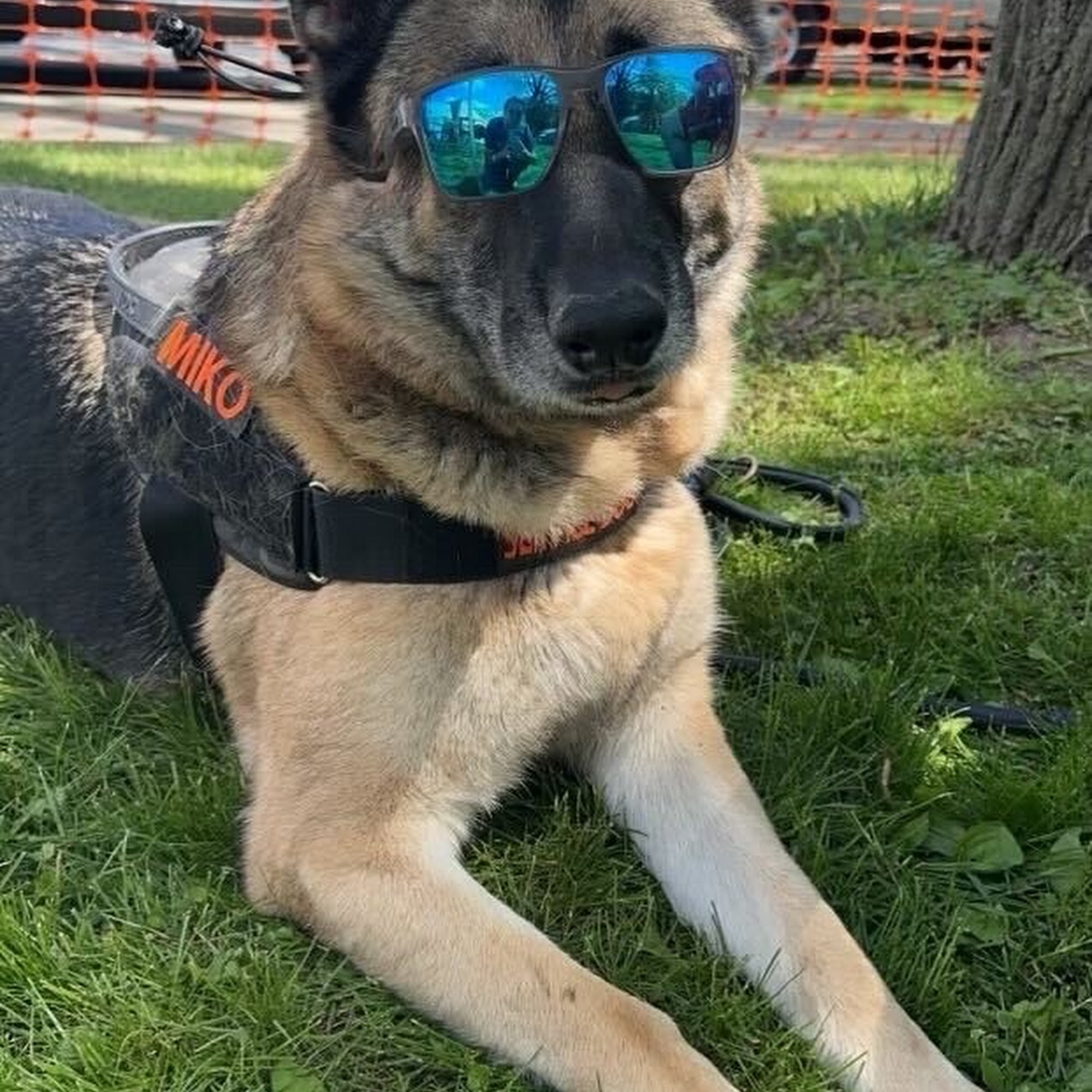 Arbor Hills Veterinary Clinic Jackson