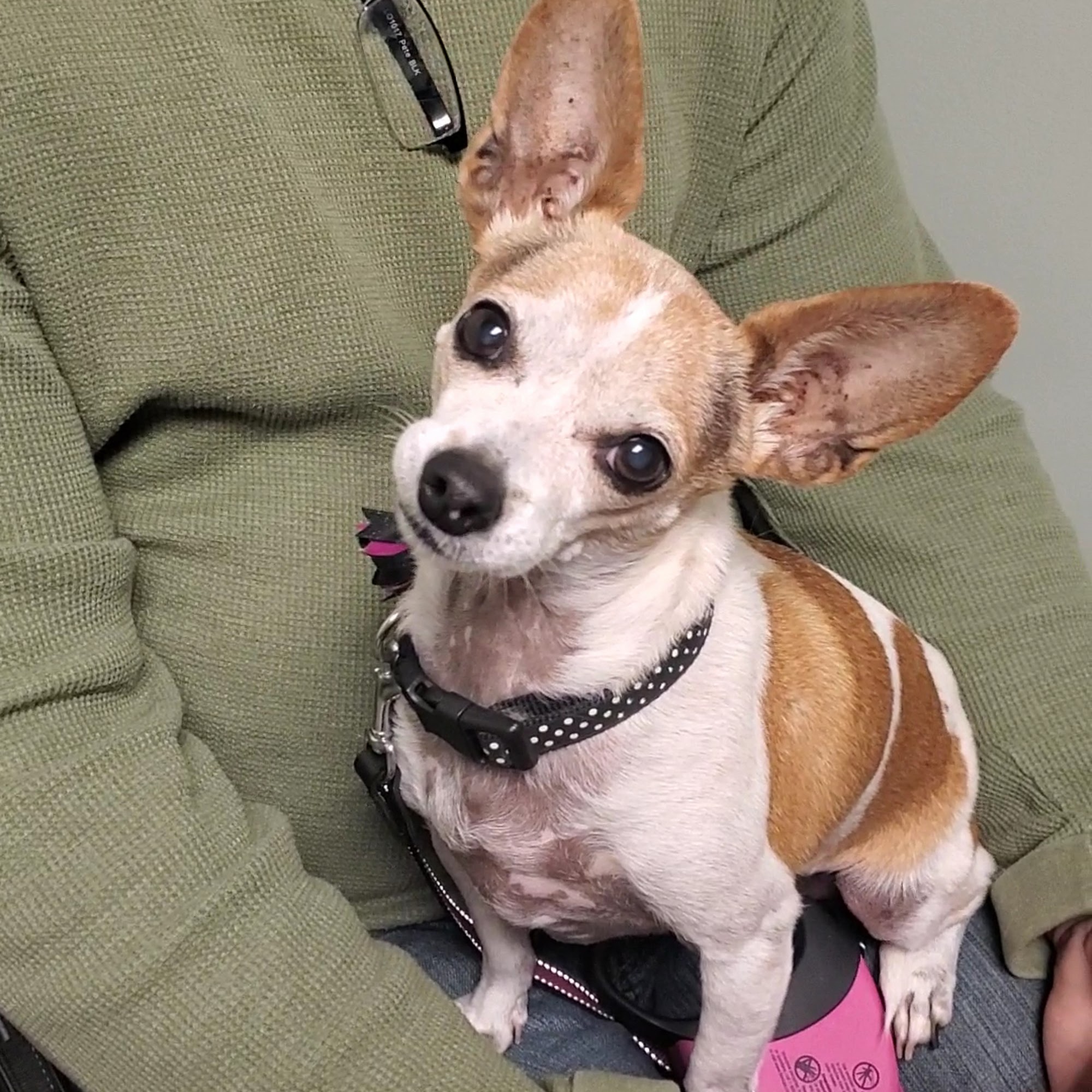 Brooklyn Road Veterinary Clinic Jackson