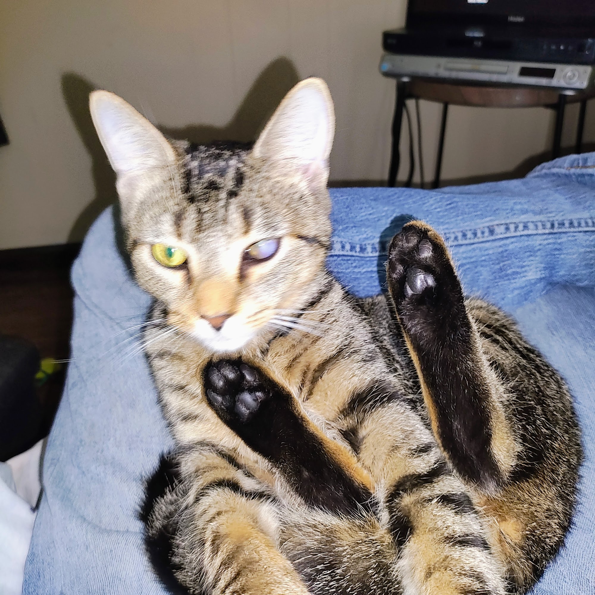 Animal Hospital of Vandercook Lake Jackson