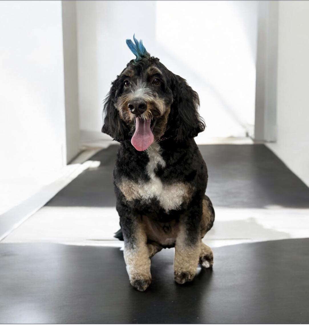 Classy Canine Styles Jackson