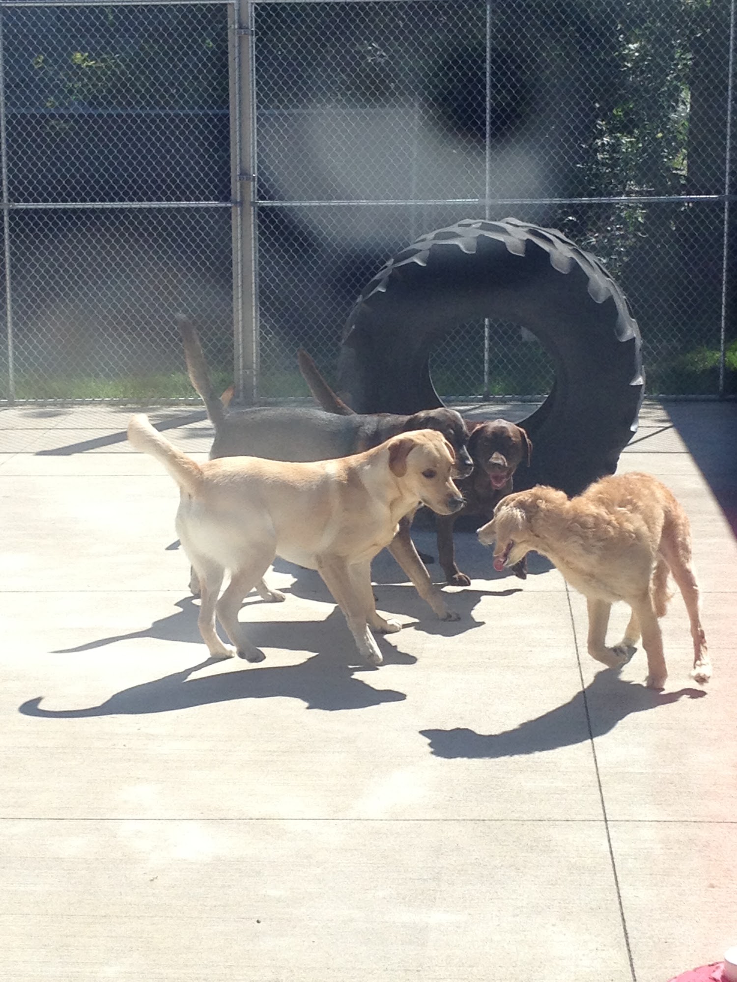 Topdog Pet Care Jackson