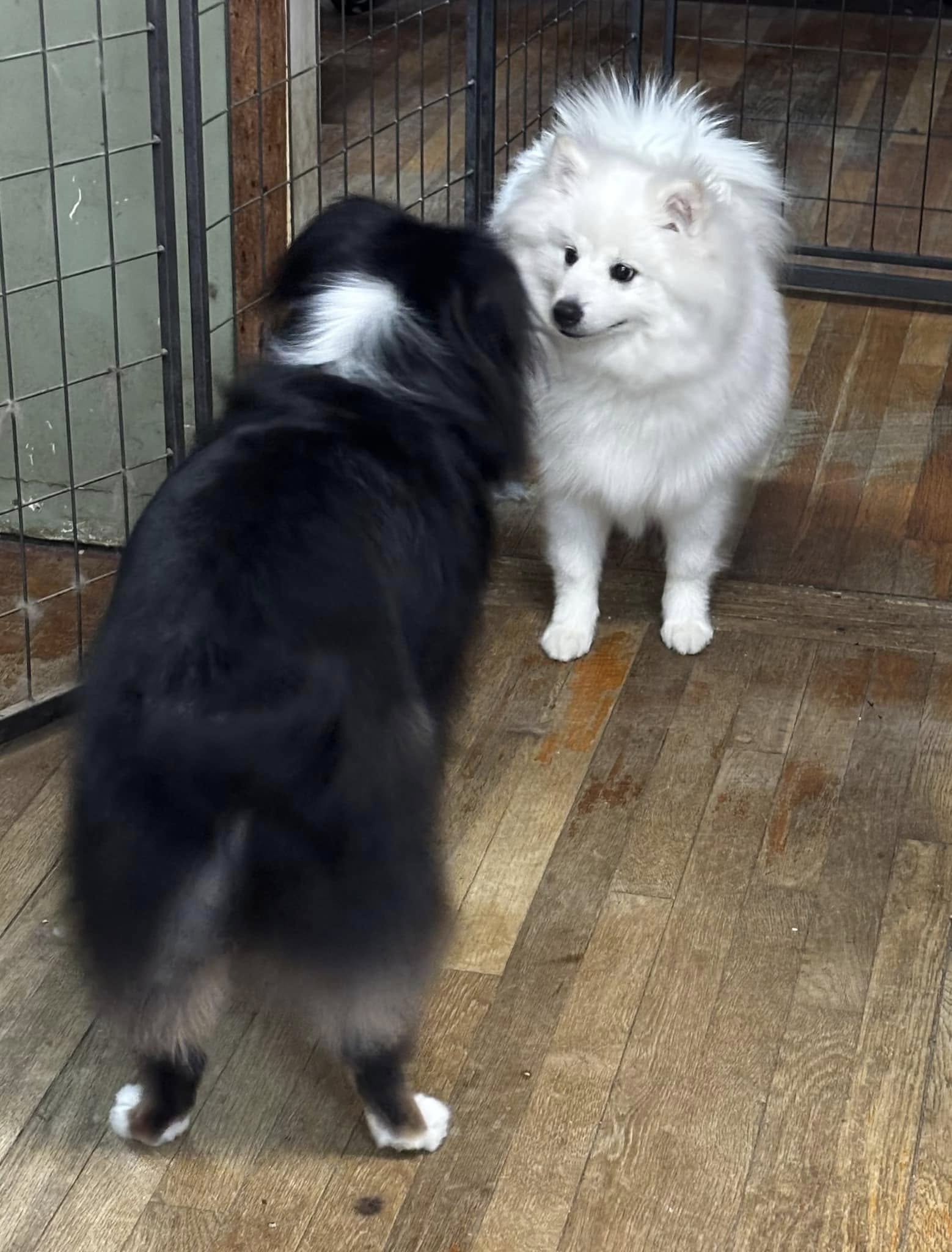 Shannon's Professional Pet Grooming Jackson