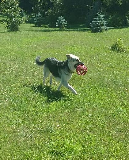 The Pet Buddy Service Jackson