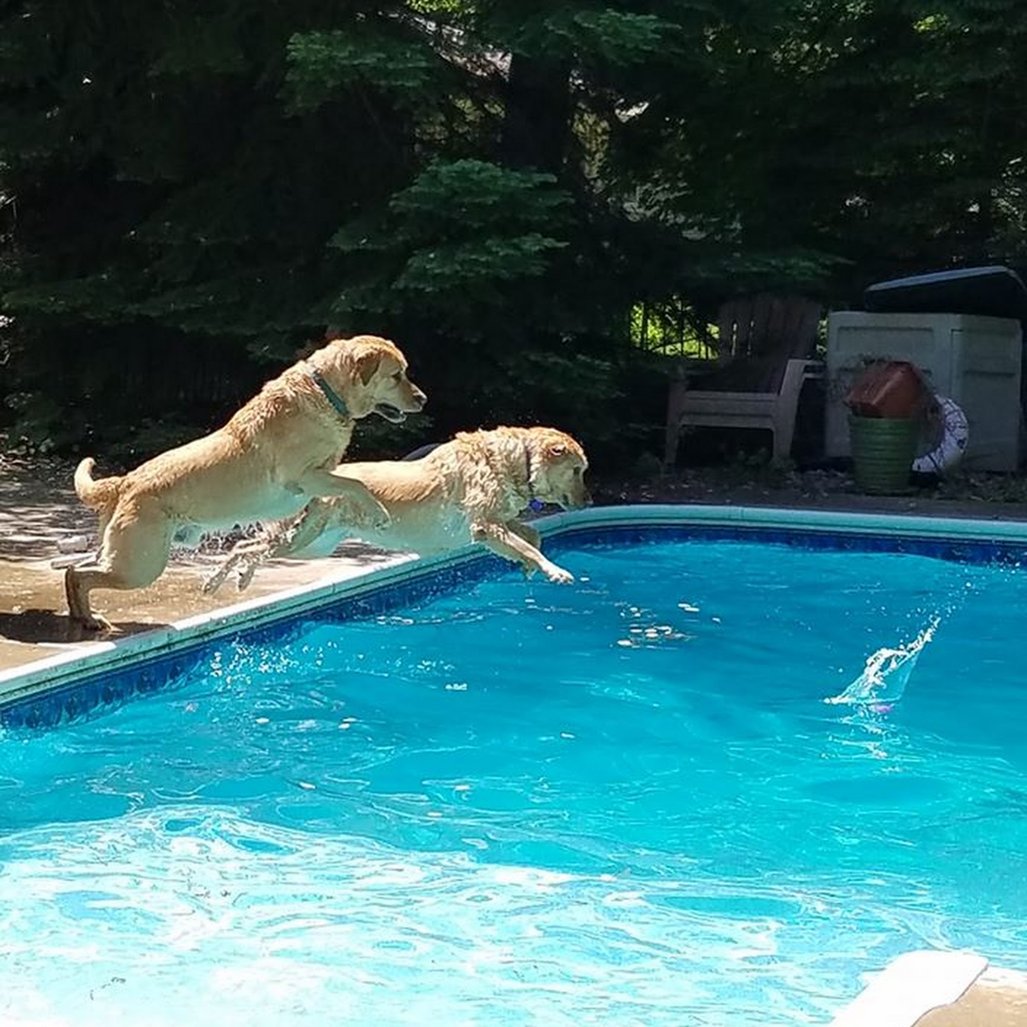 The Pet Buddy Service Jackson