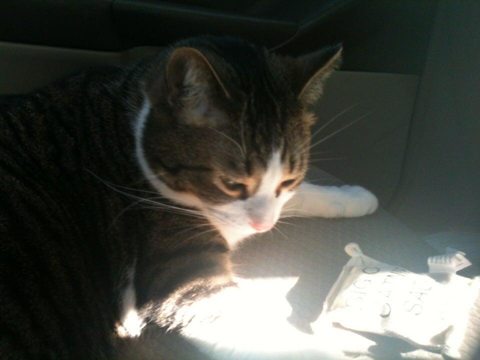 Pet Supplies Plus Jackson Jackson