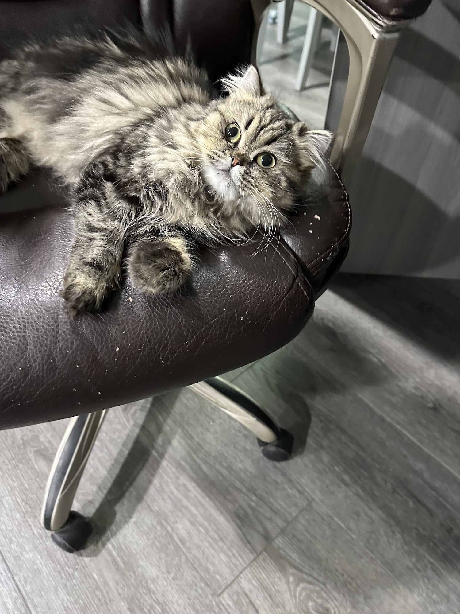 Priceless Yorkie Puppy Jackson