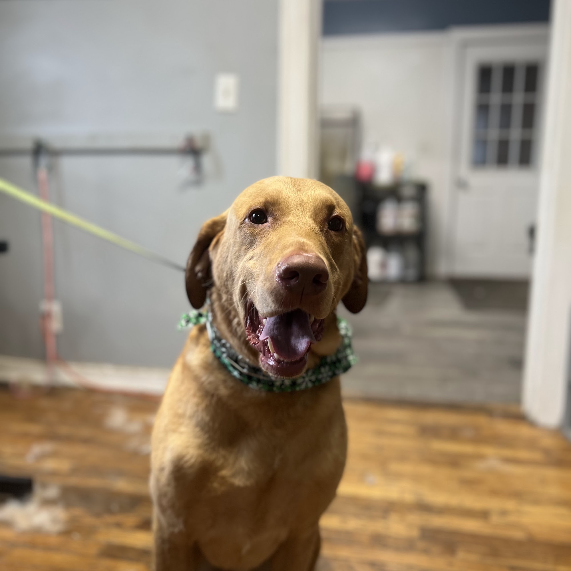 Happy Dog Grooming Jackson