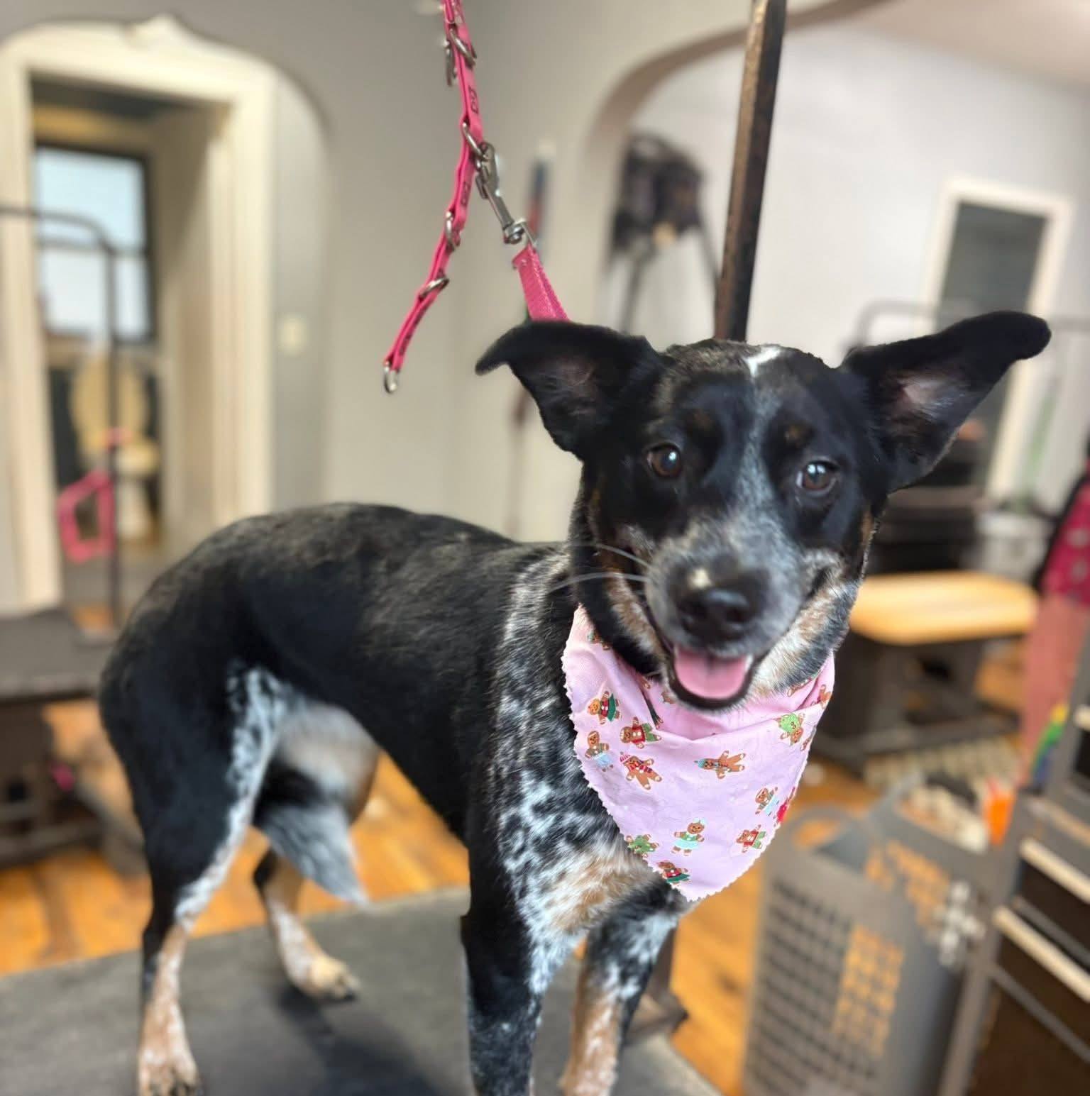 Doggone Amaesing Dog Grooming Jackson