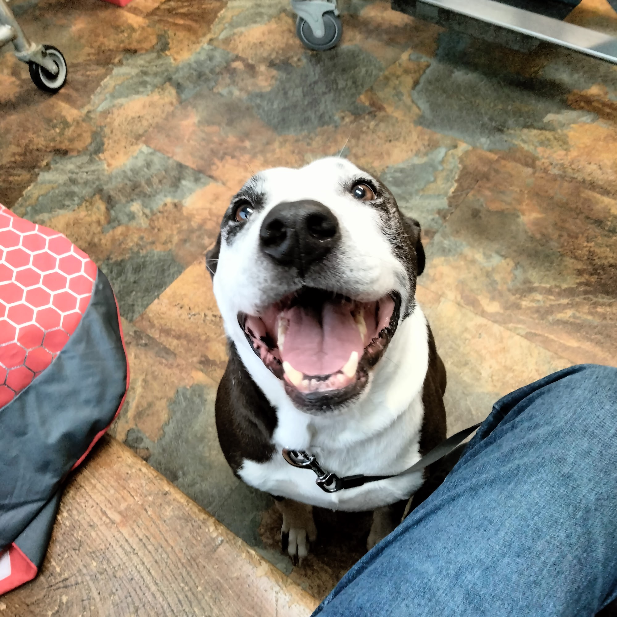 Fieldstone Veterinary Care Jonesville