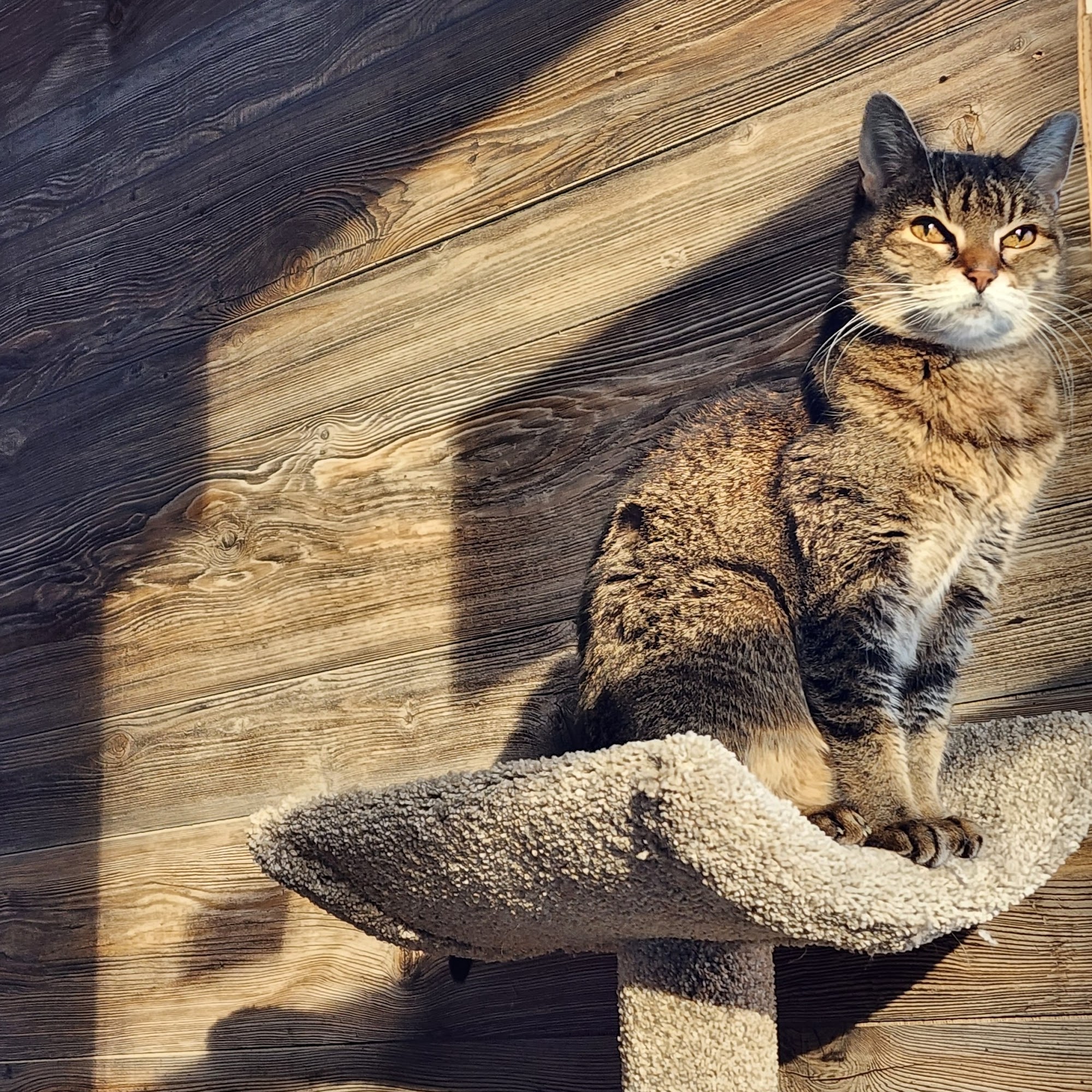 VCA Veterinary Specialty & Emergency Center of Kalamazoo Kalamazoo