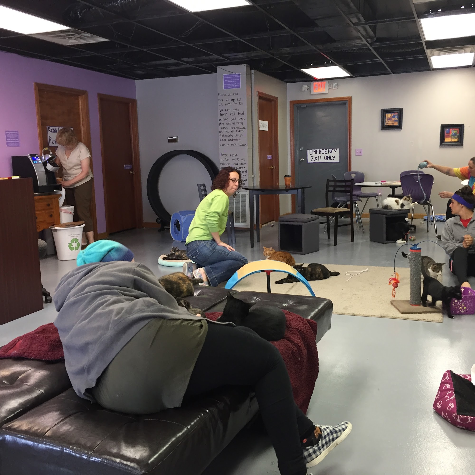 Kzoo Cat Cafe and Rescue Kalamazoo