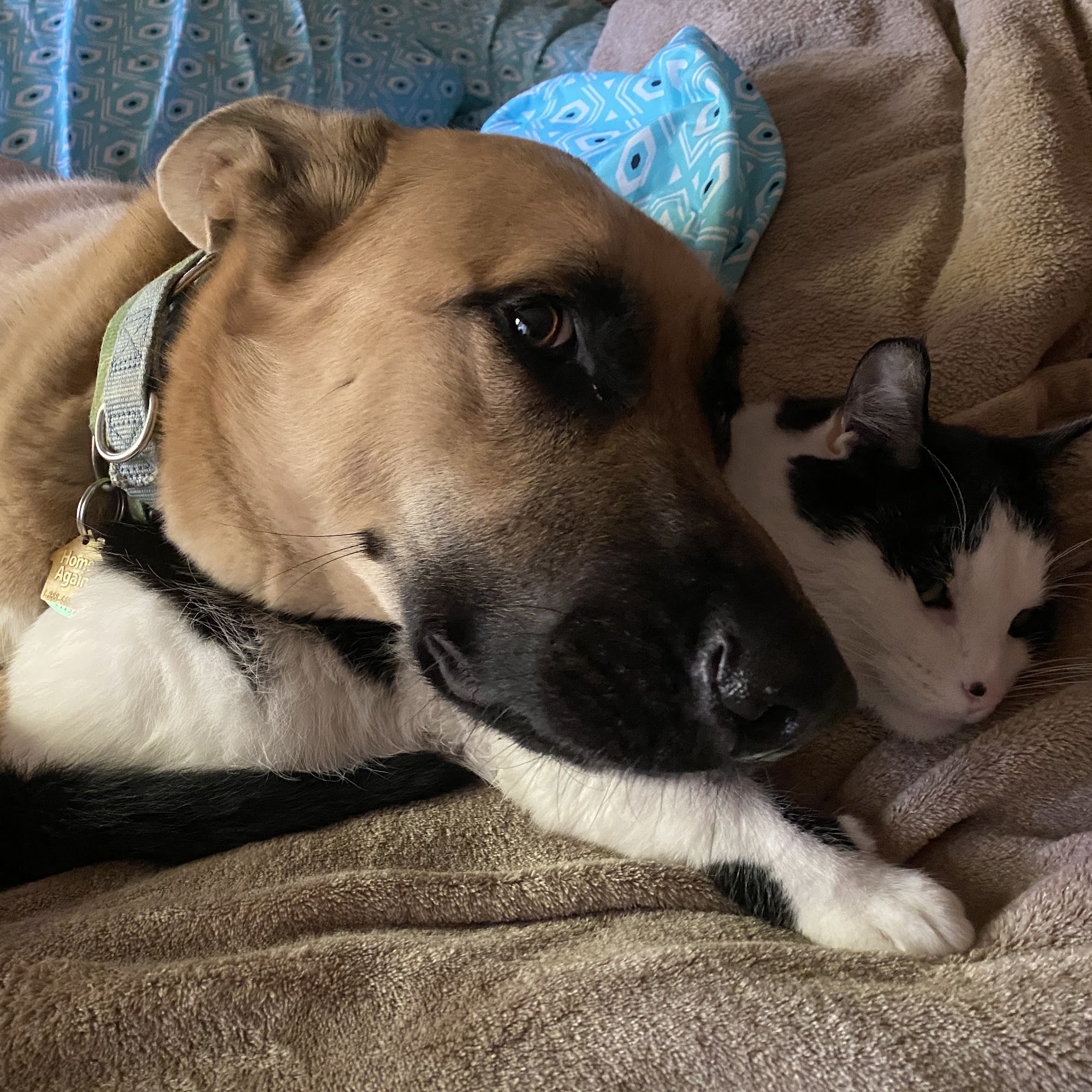 Mosel Animal Clinic Kalamazoo