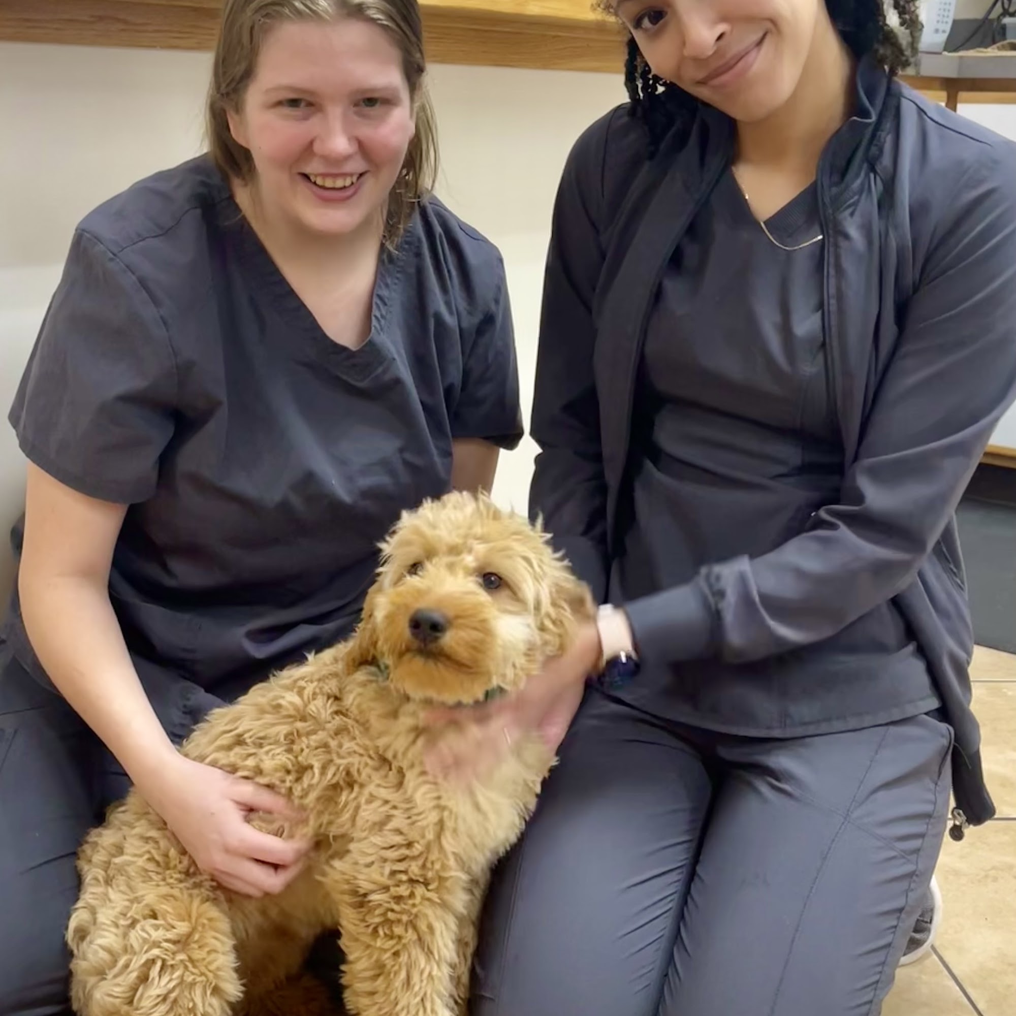 Pet Vet Family Pet Care Center Kalamazoo