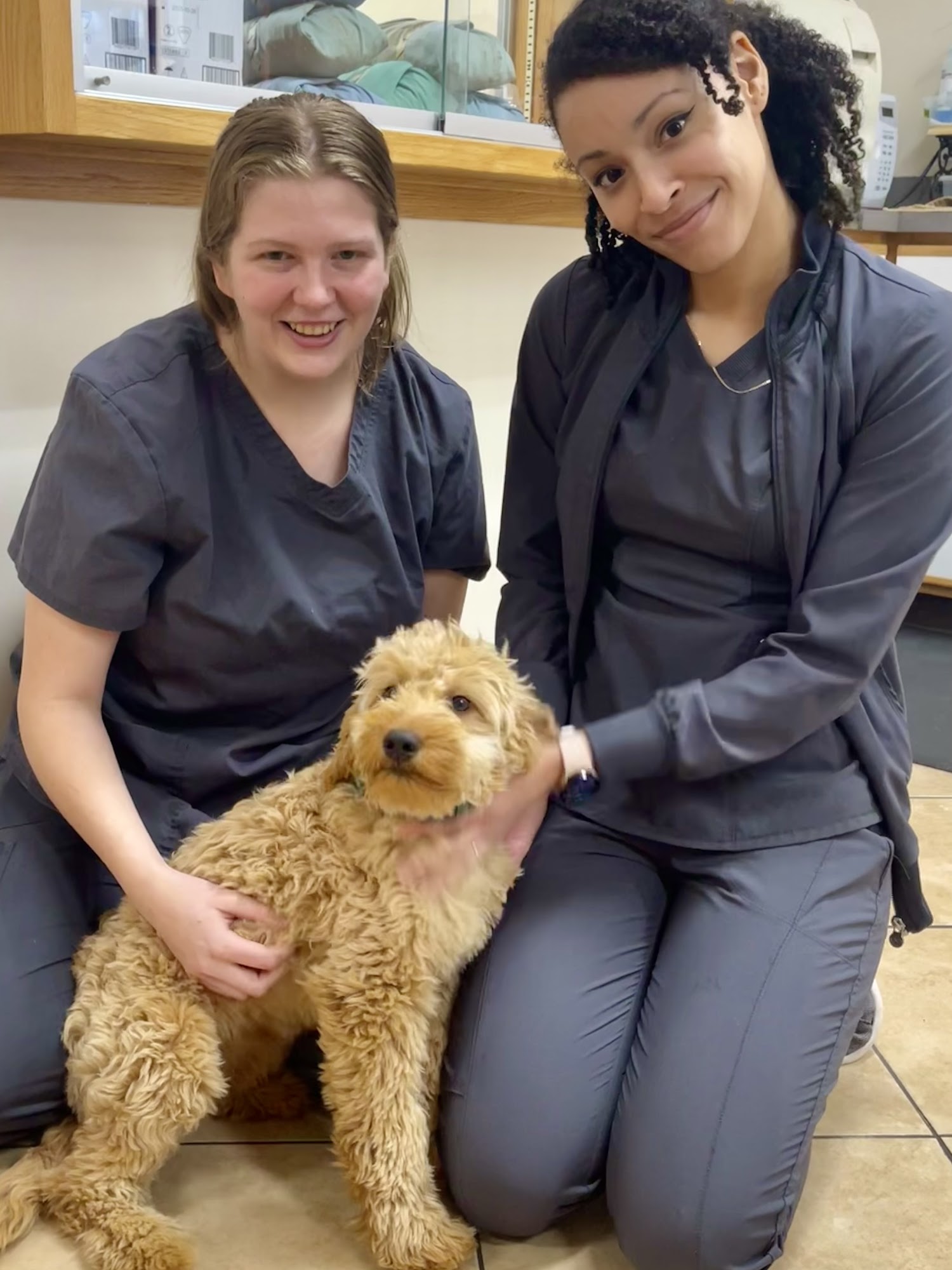 Pet Vet Family Pet Care Center Kalamazoo