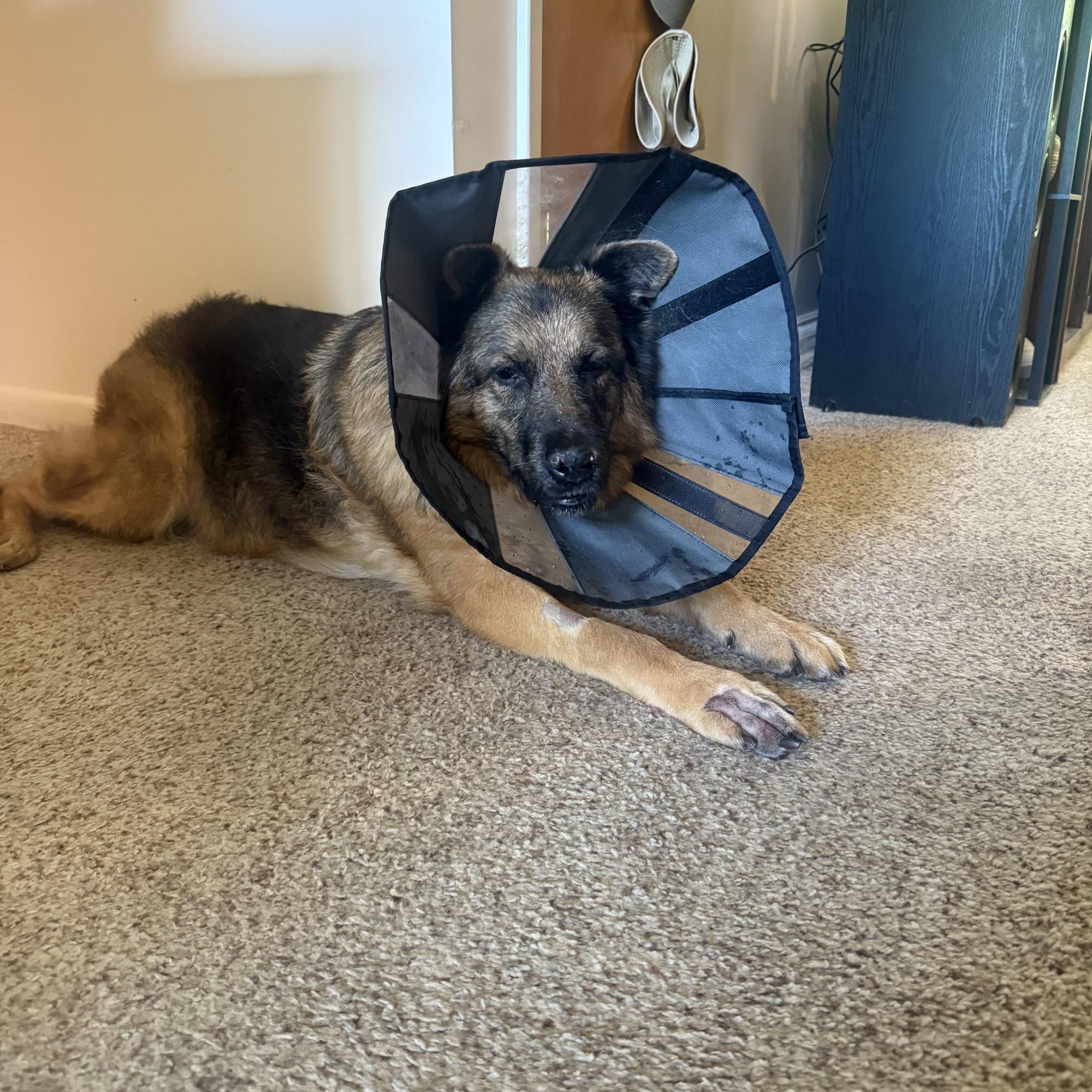 Sprinkle Road Veterinary Clinic Kalamazoo