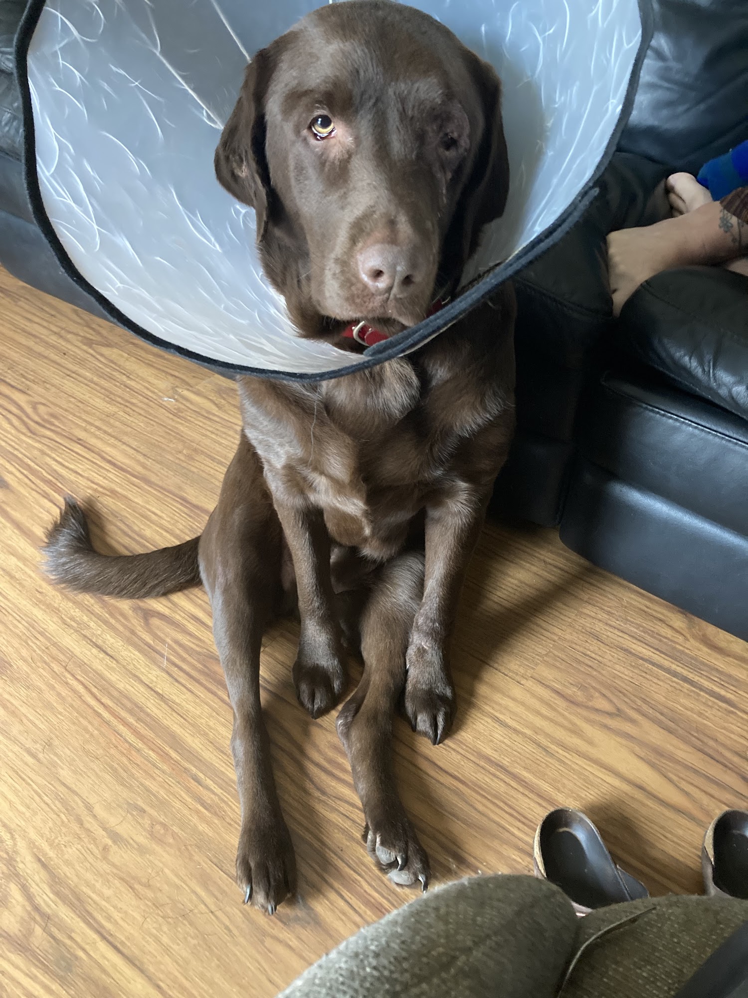 VCA Oshtemo Animal Hospital Kalamazoo