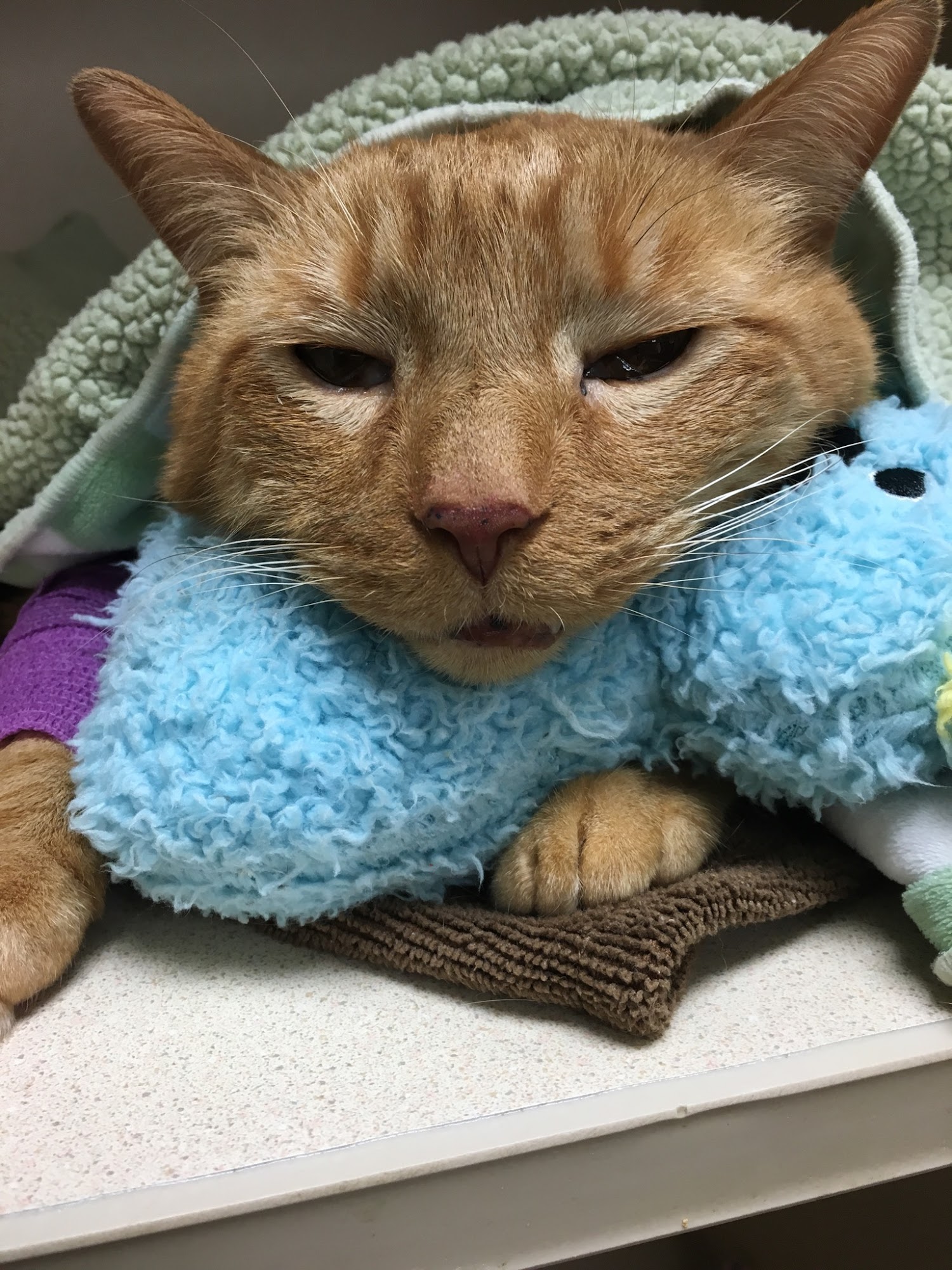Friendship Animal Hospital Kalamazoo