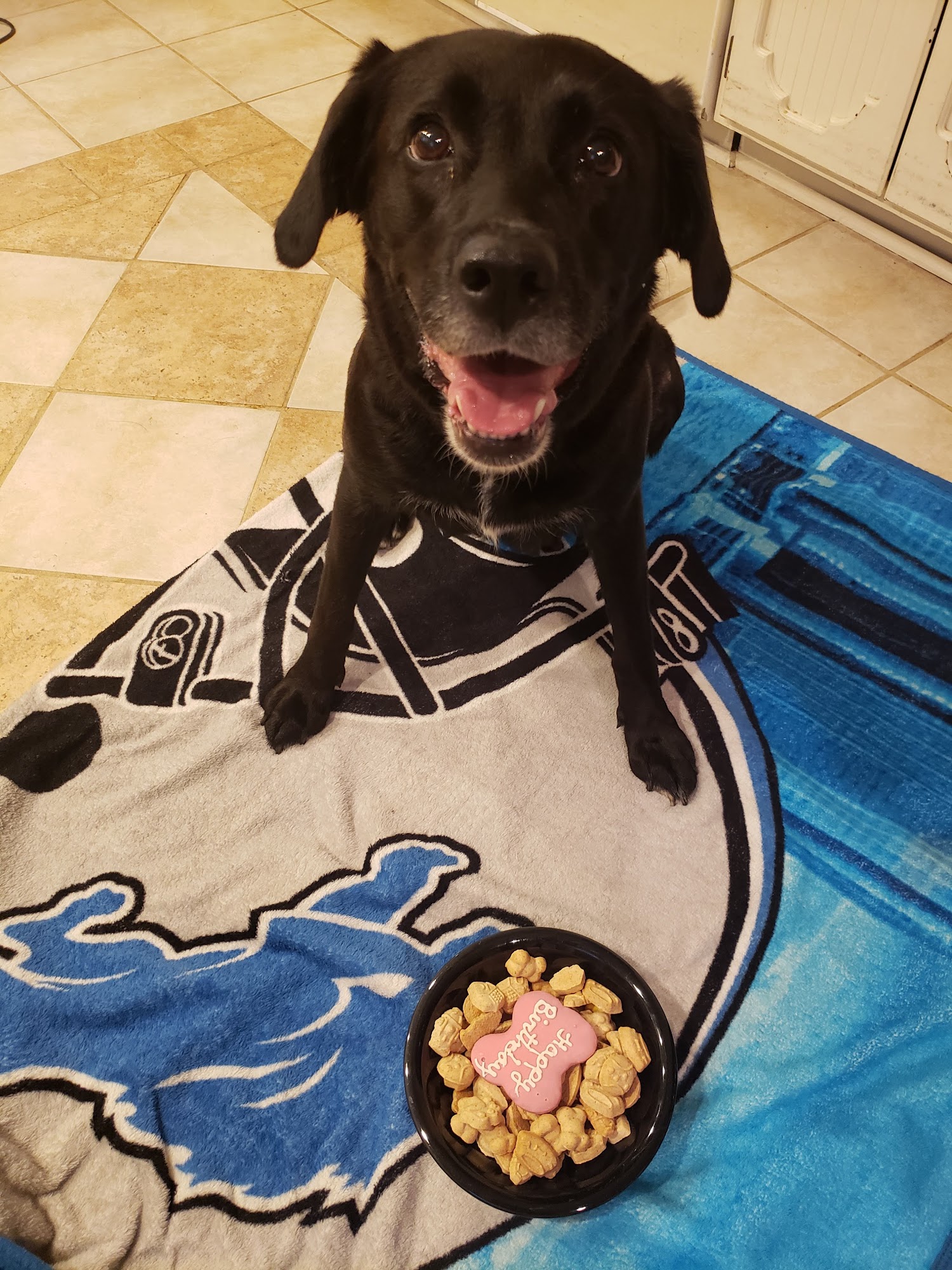 Chow Hound Pet Supplies Kalamazoo