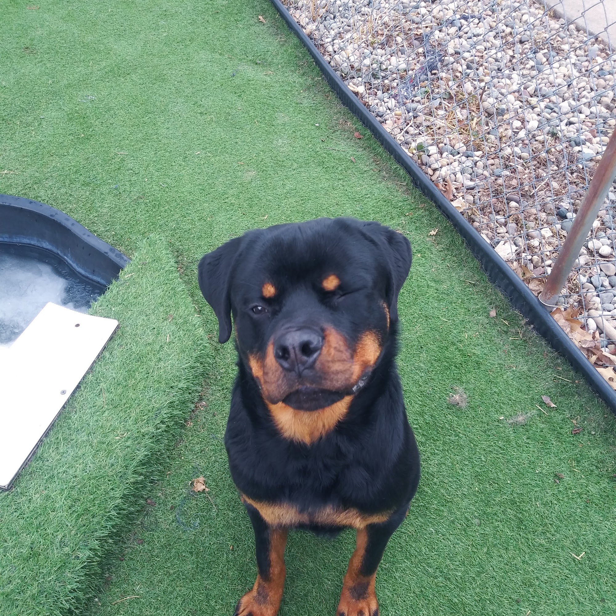 Camp Ravenwood Kennels Kalamazoo