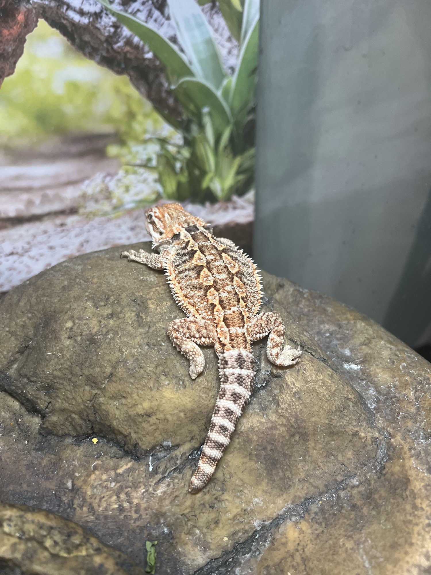 Pets & Things Kalkaska