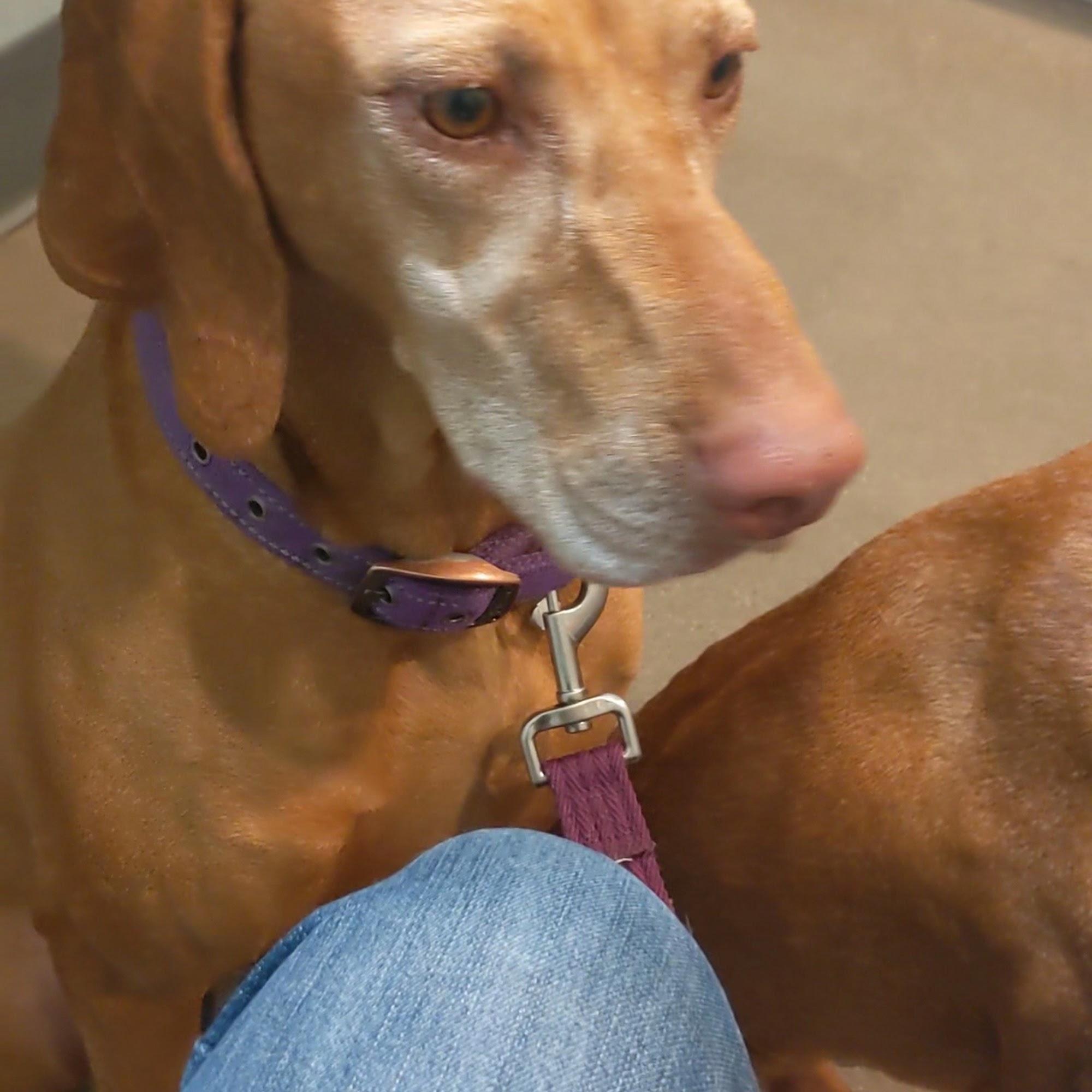 Kalkaska Animal Hospital Kalkaska