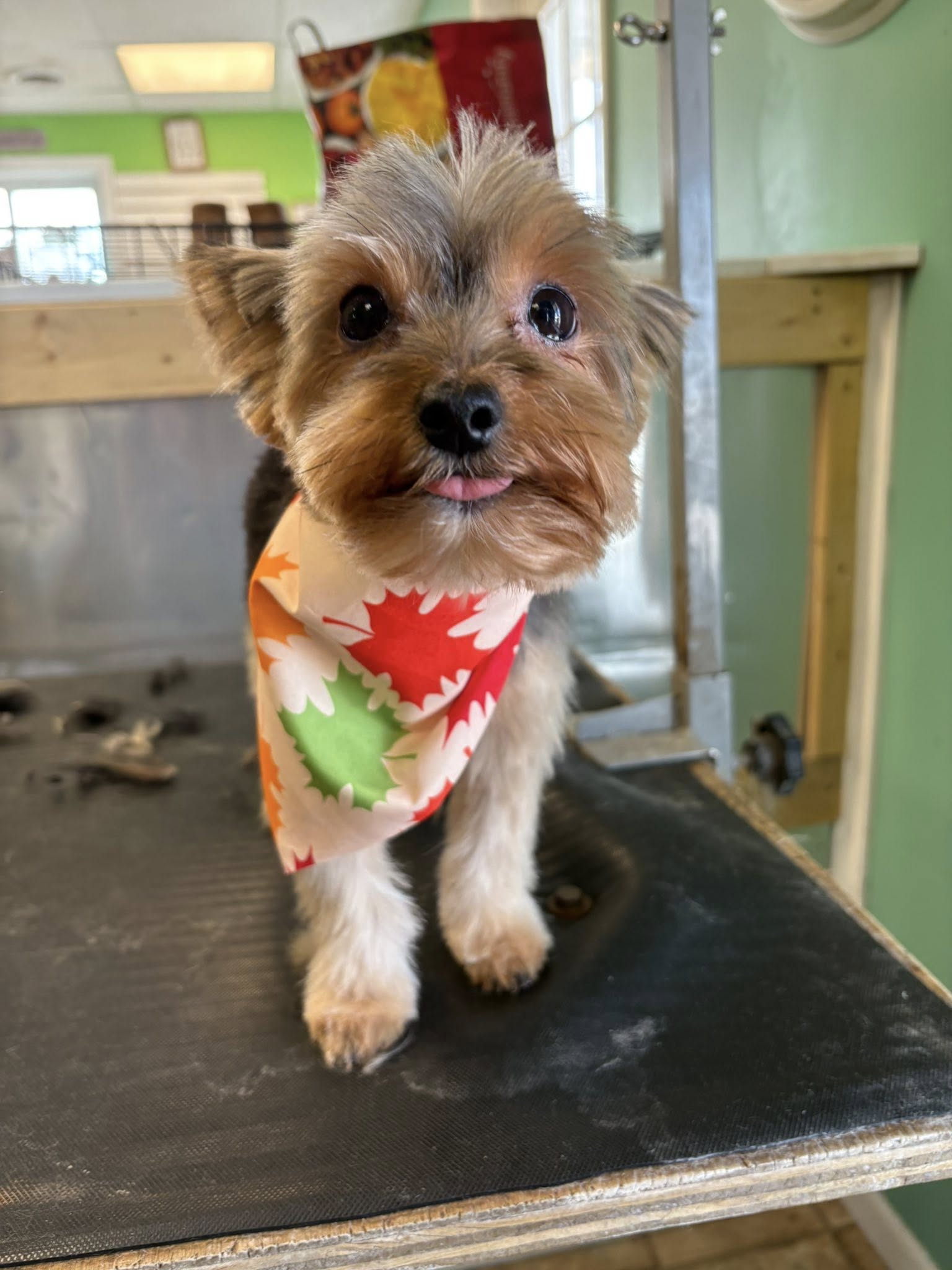 Makayla's Paw Spa Kalkaska