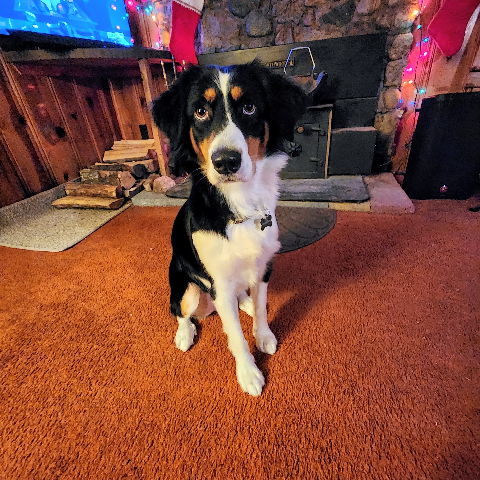 Makayla's Paw Spa Kalkaska