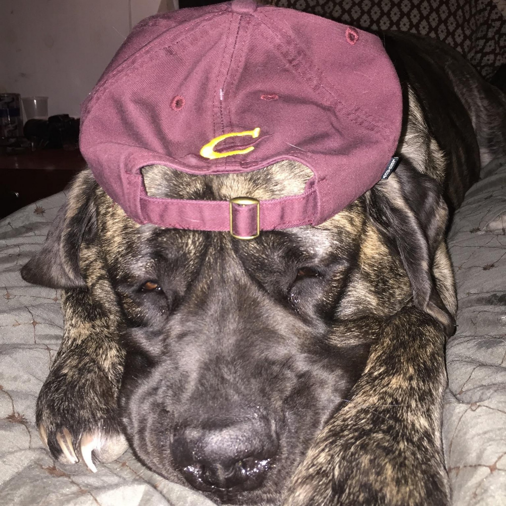 West Bloomfield Veterinarian Hospital Keego Harbor