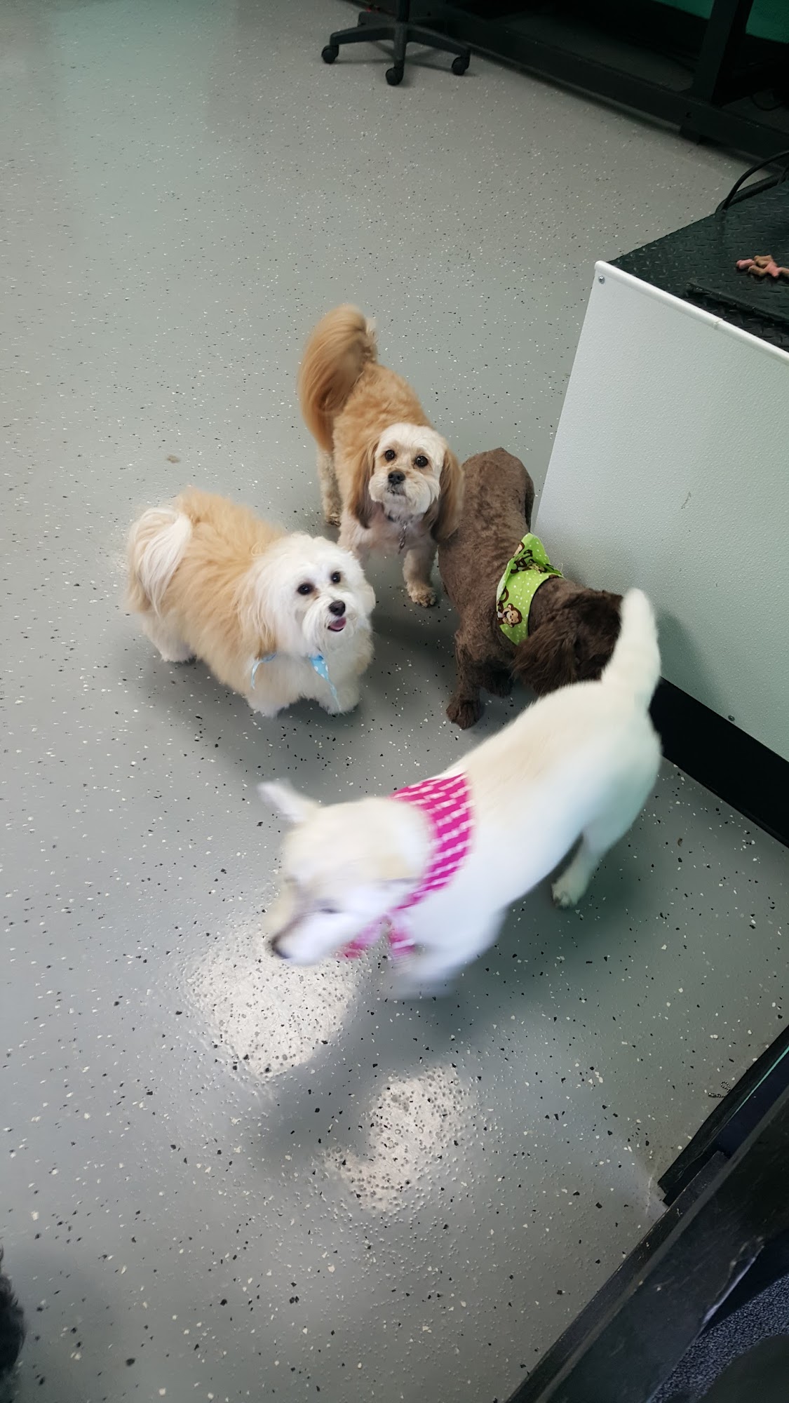 K-9 Designs Dog Grooming Keego Harbor